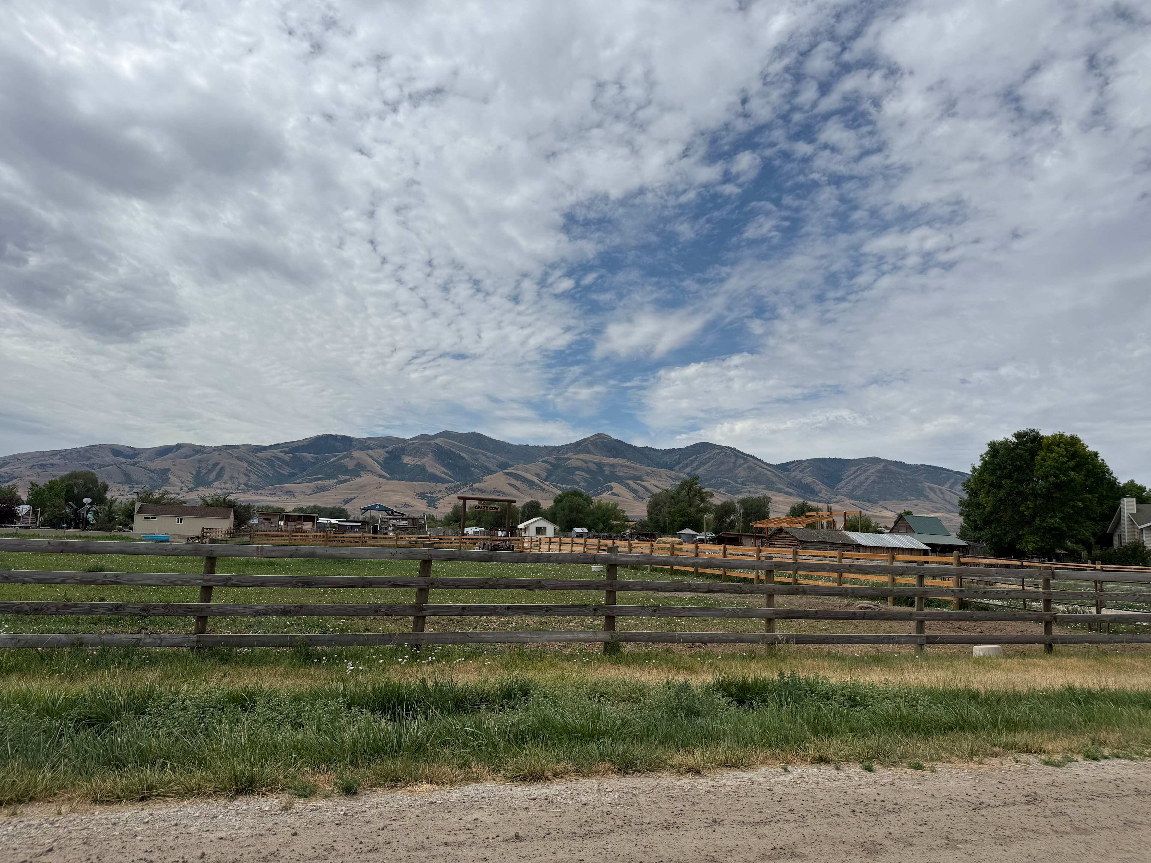 Crazy Cow Farm Adventure