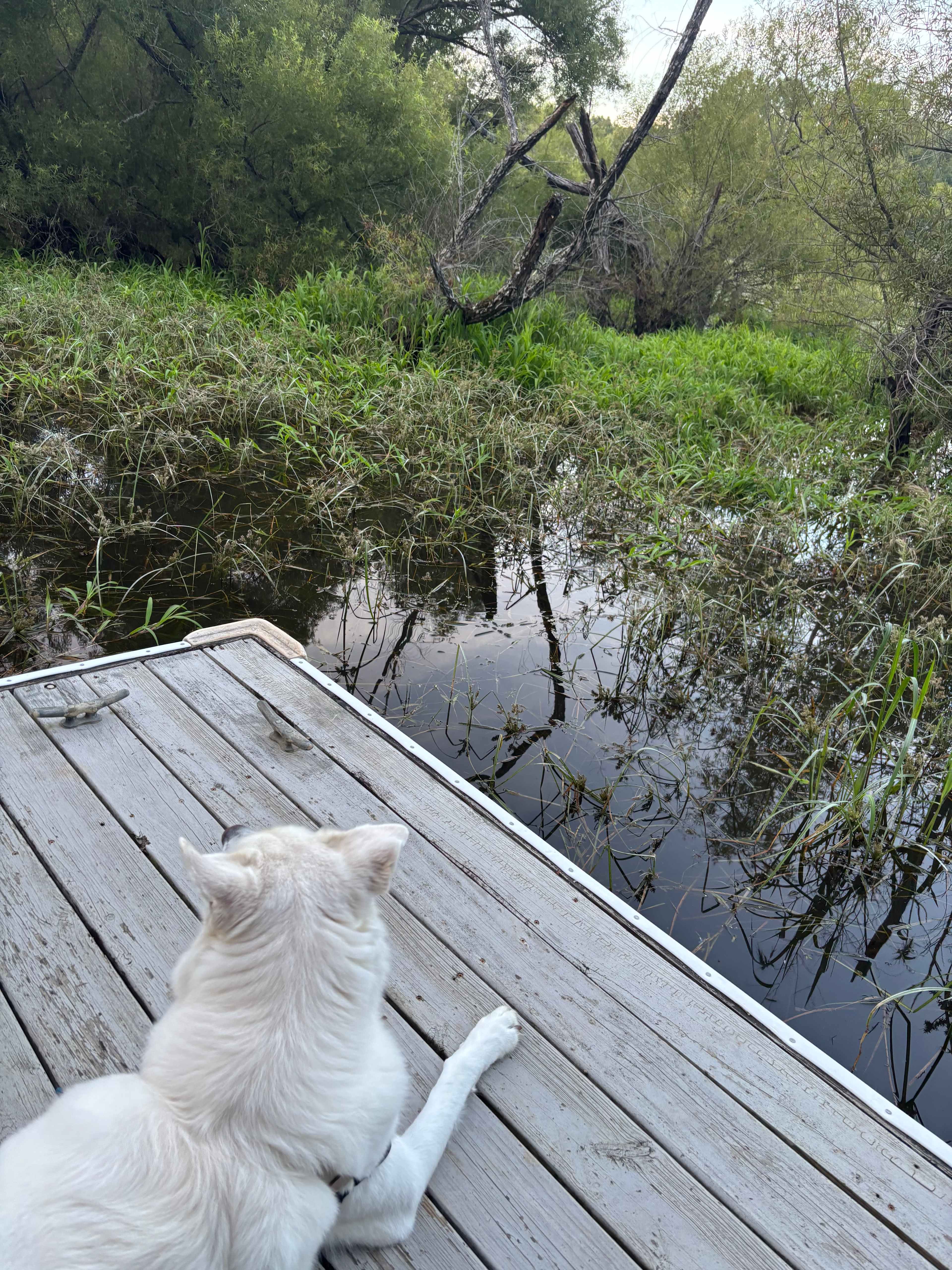 The Dancing Pig On Abbotts Creek