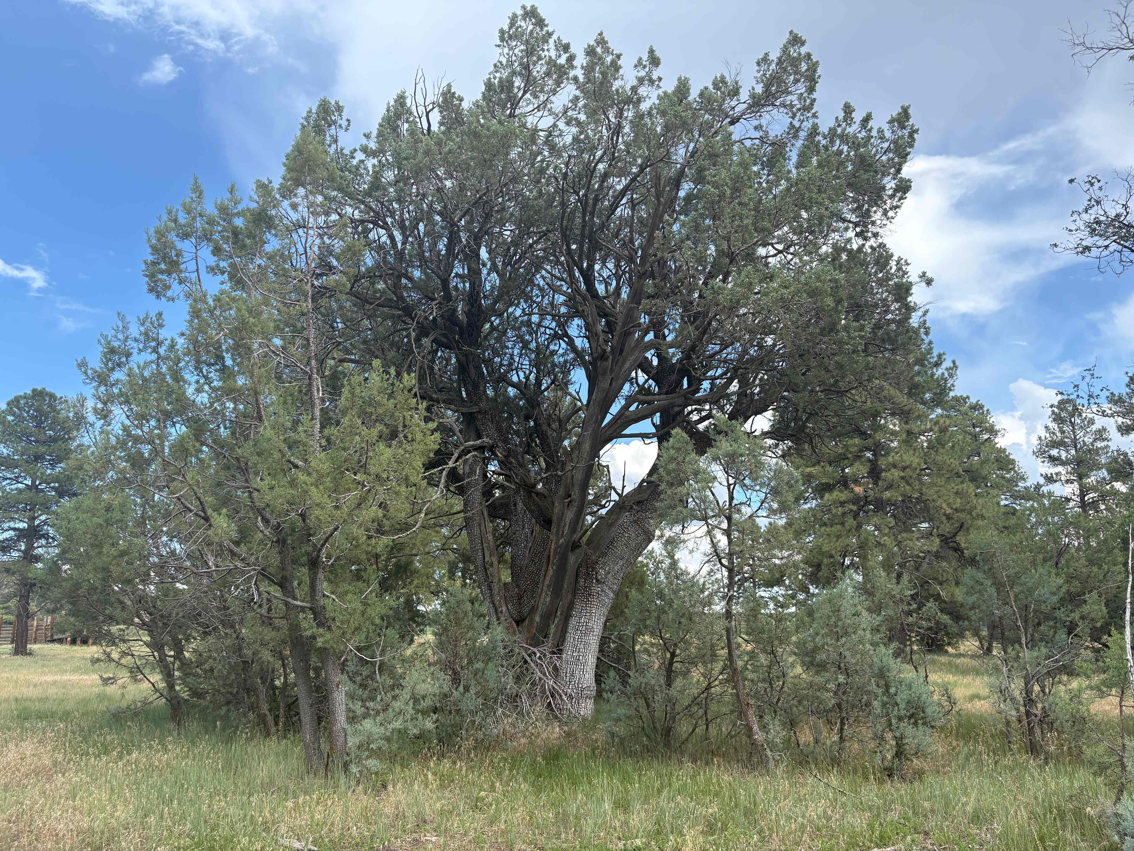NAU Hat Ranch