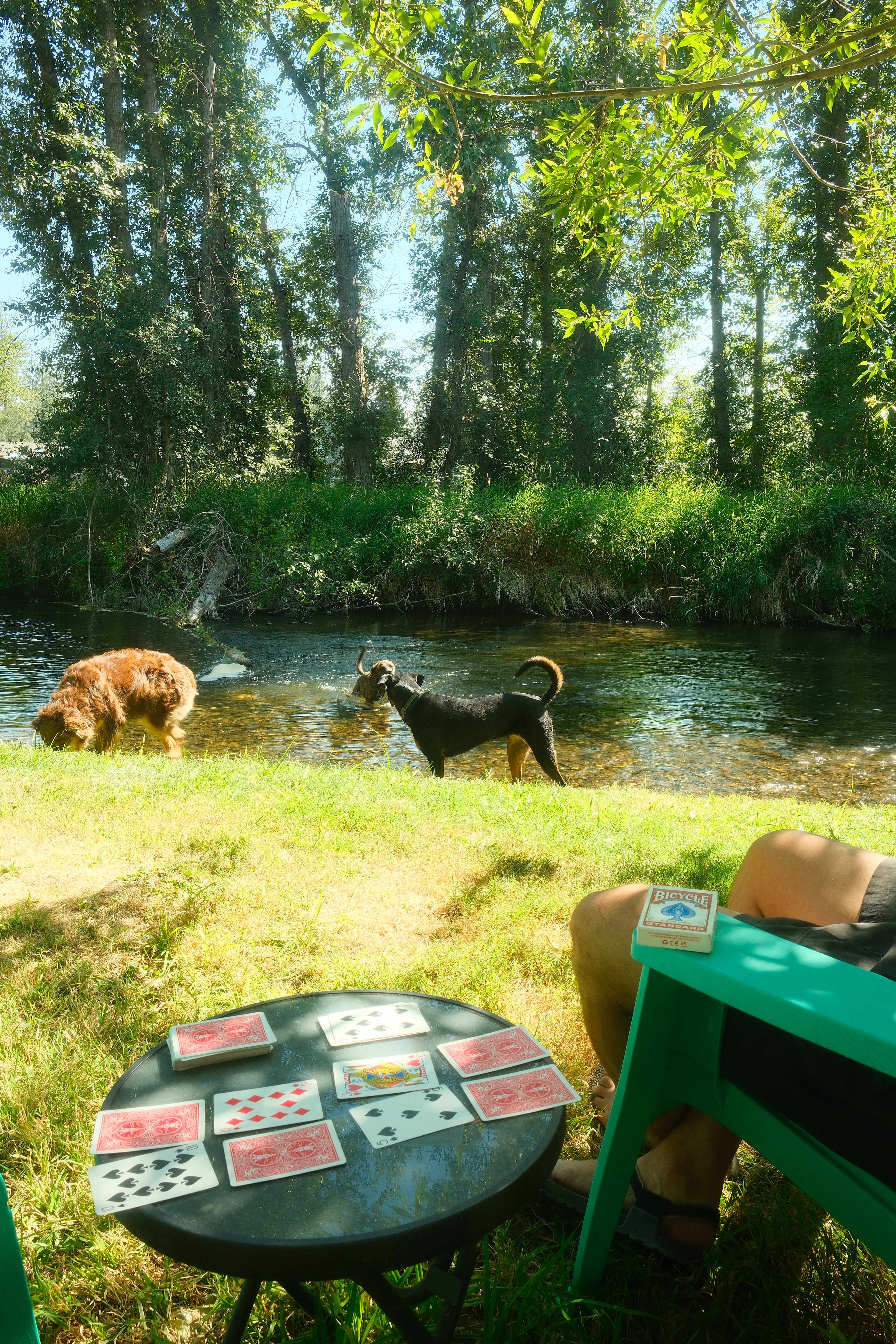 dogs loving the river