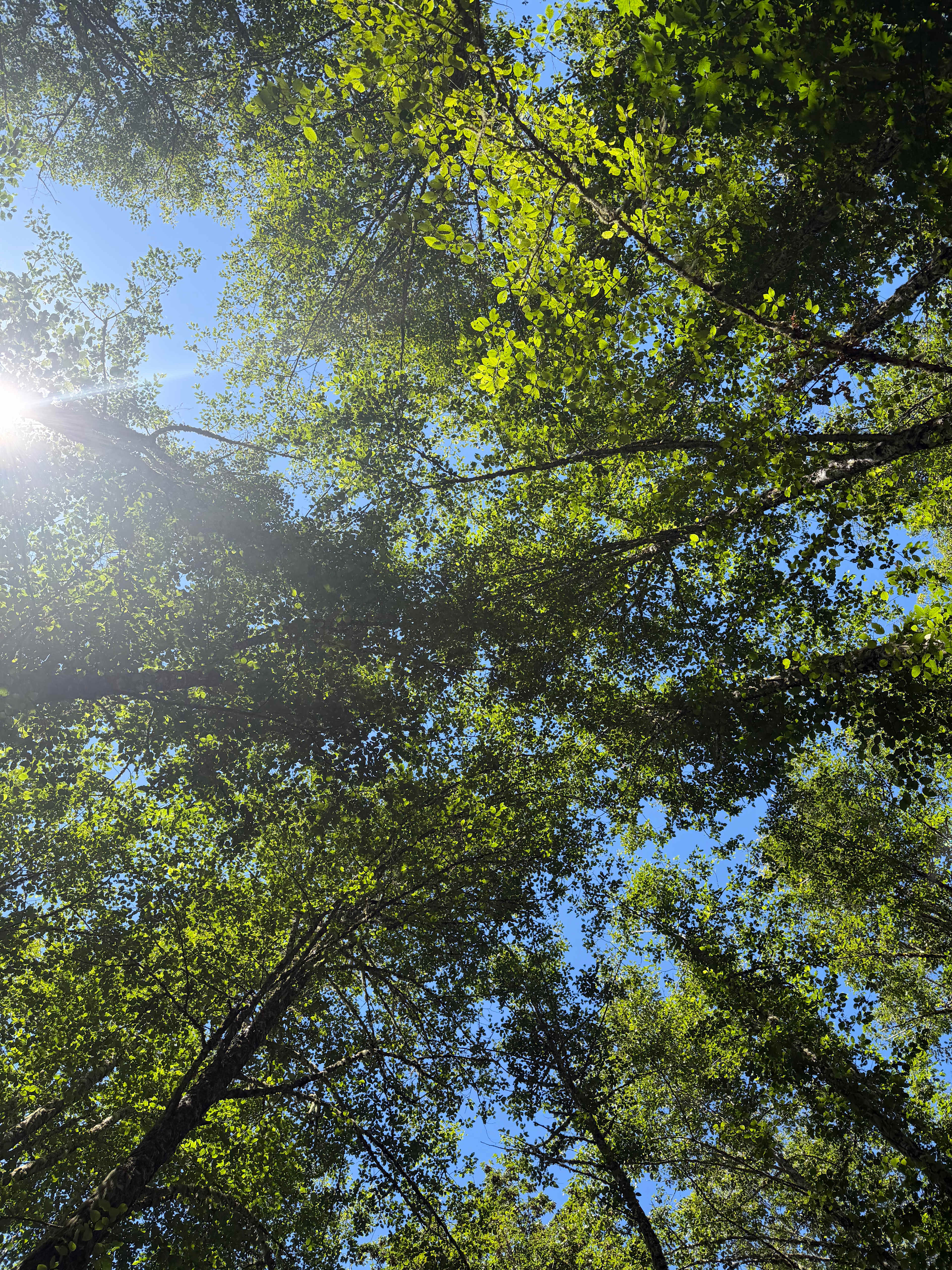 Beautiful tree canopy offering shade all day