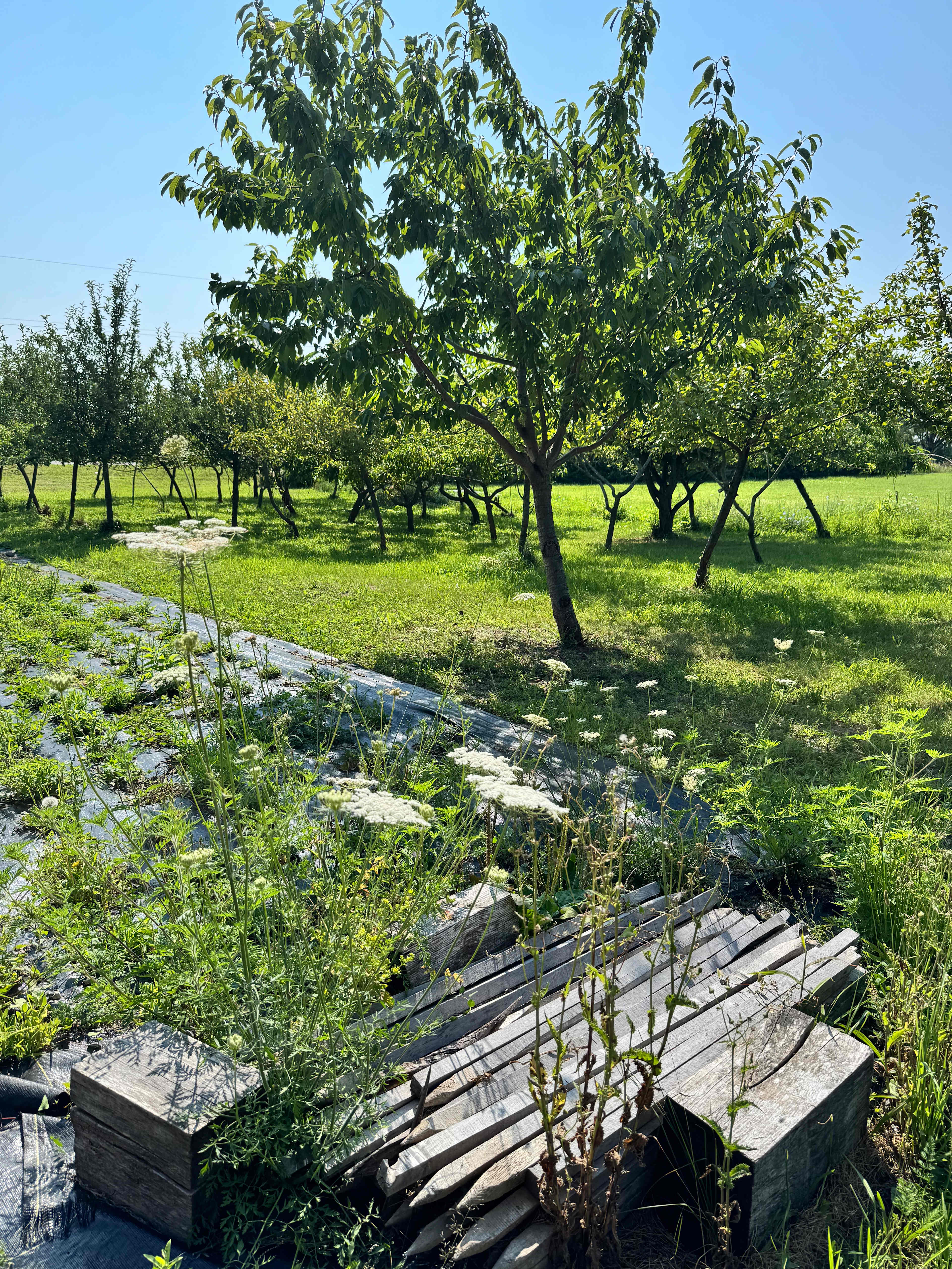 Garden on property 