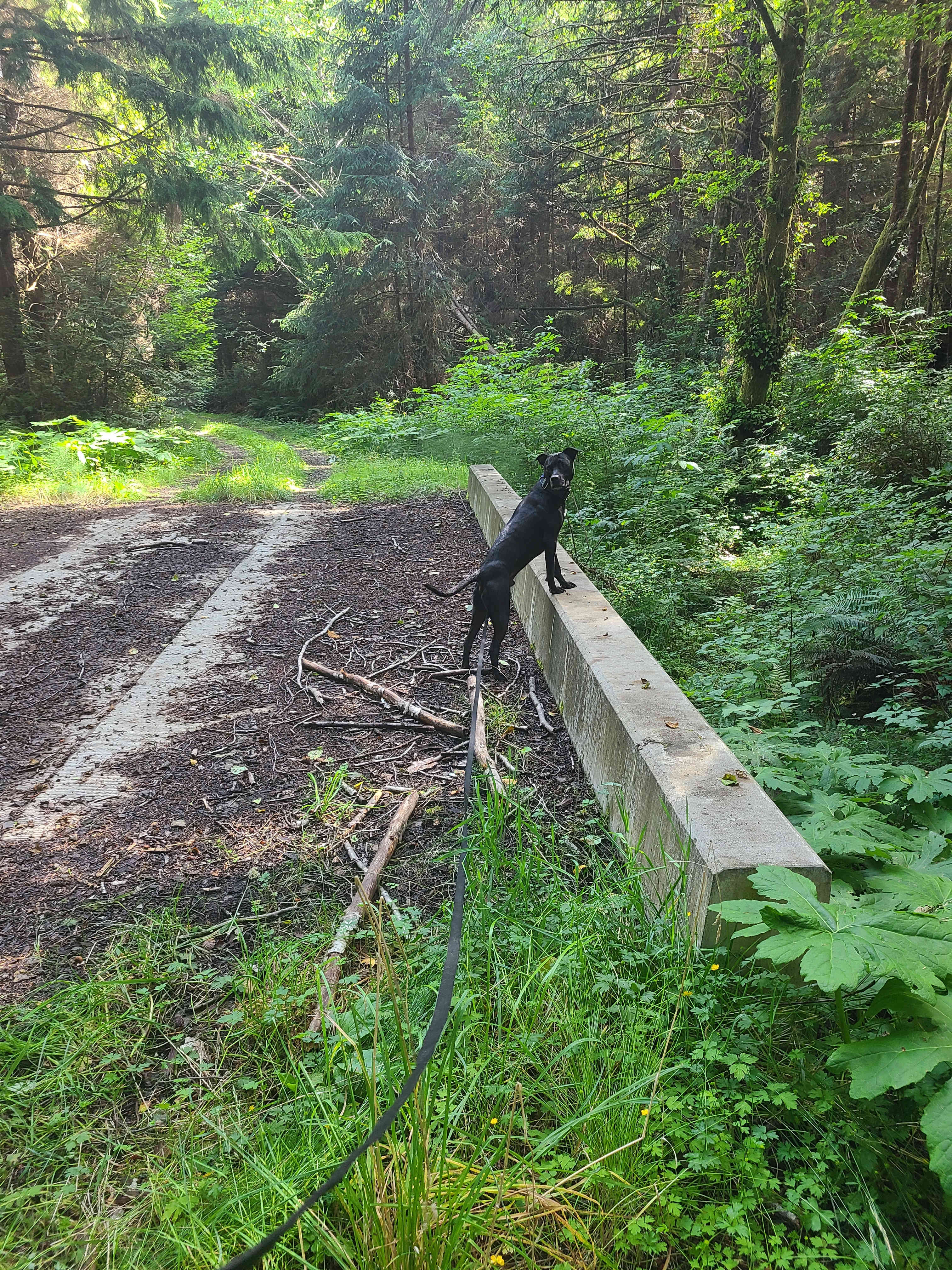 Camp Morning Wood
