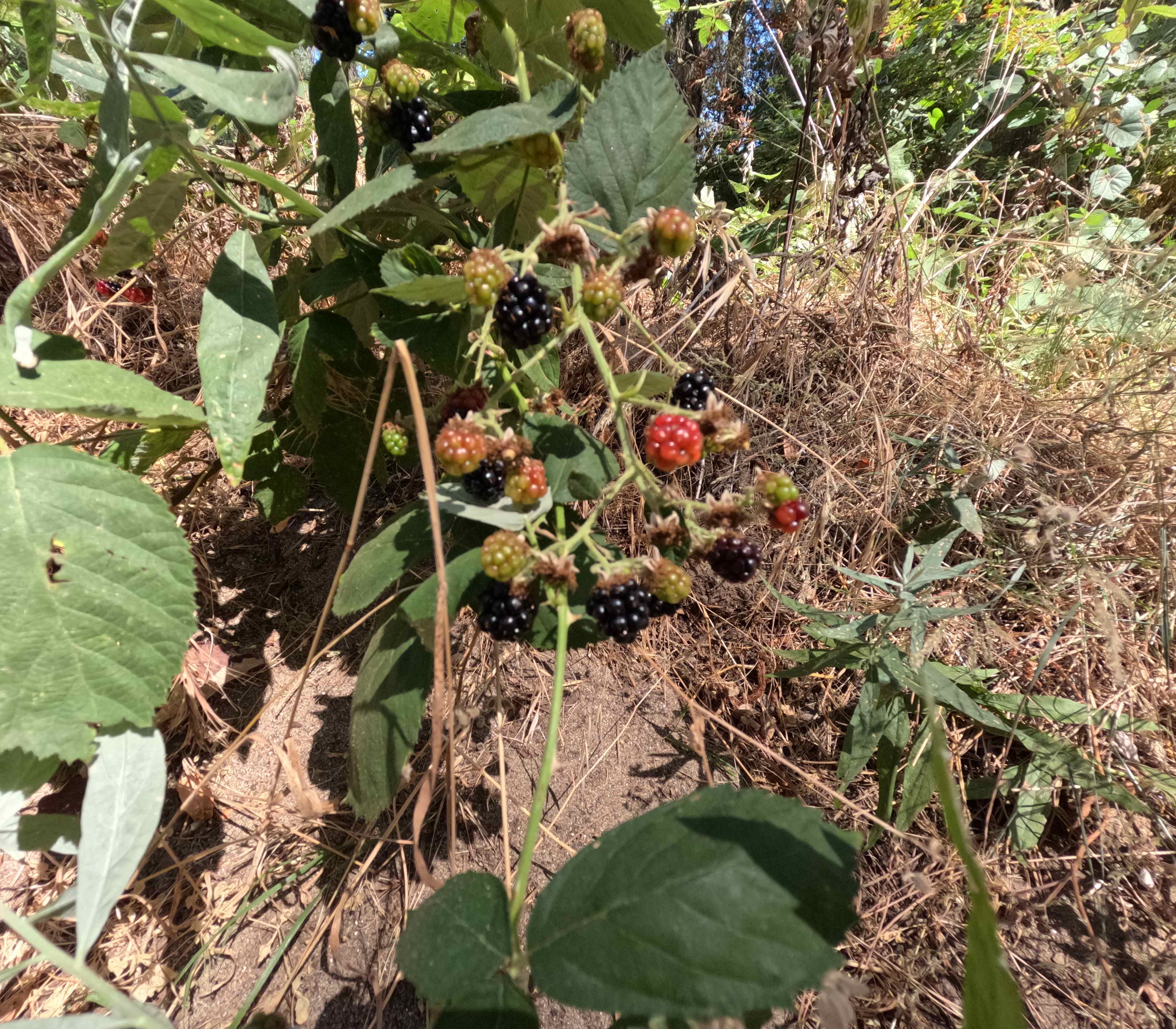 Wild blackberries by site 9 