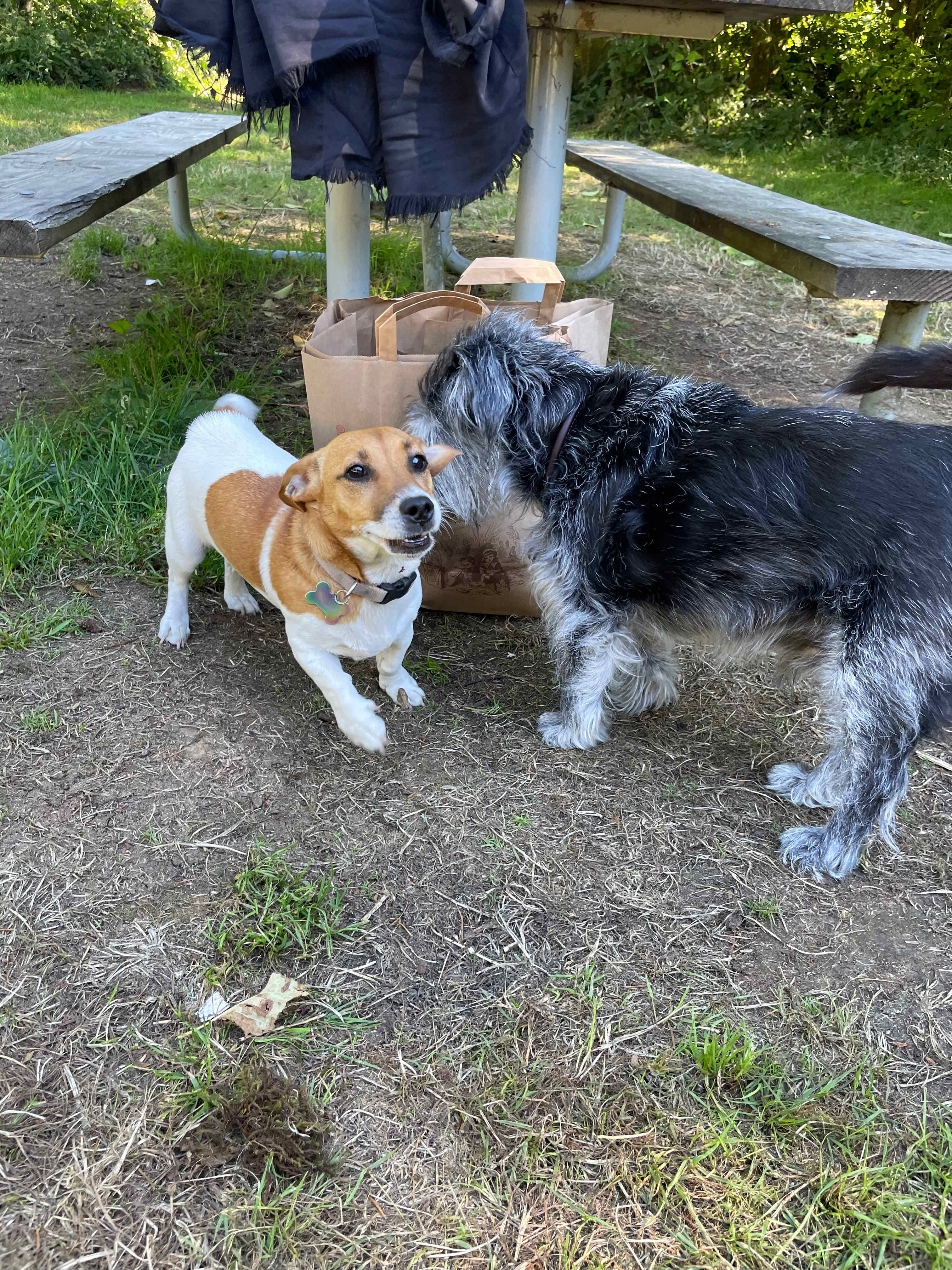 Resident pup Dasher greeted Archie the terrier and me when we arrived
