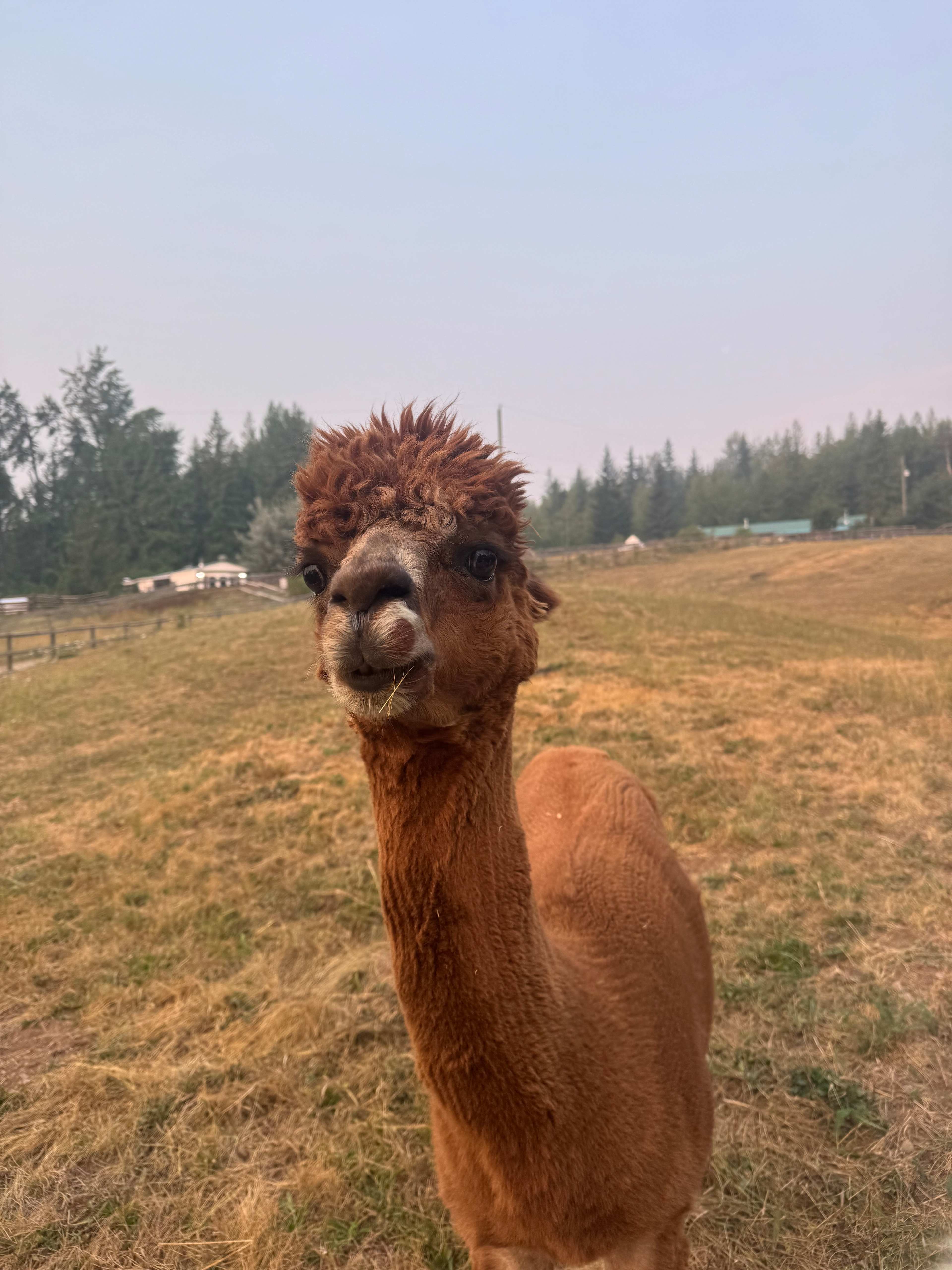 Vin & Yang Alpaca Farm