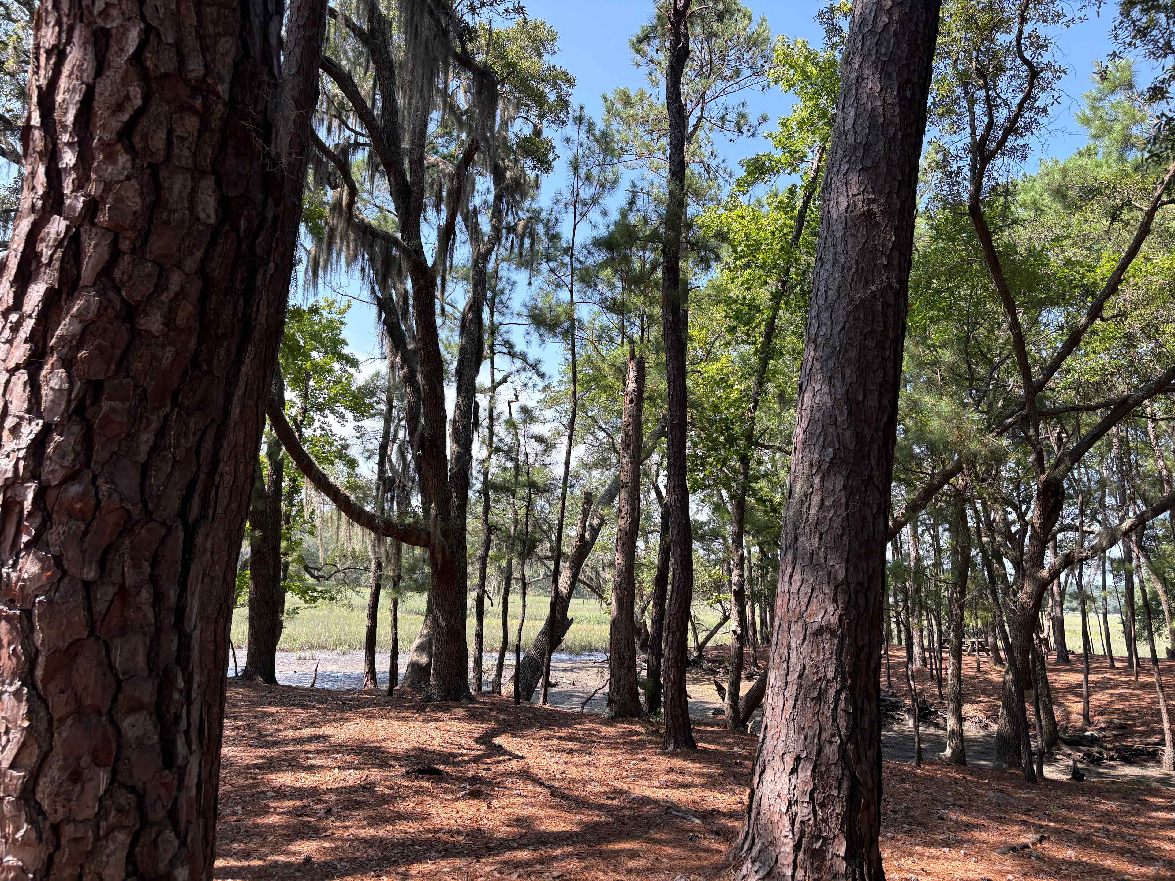 Hanscombe Point Plantation