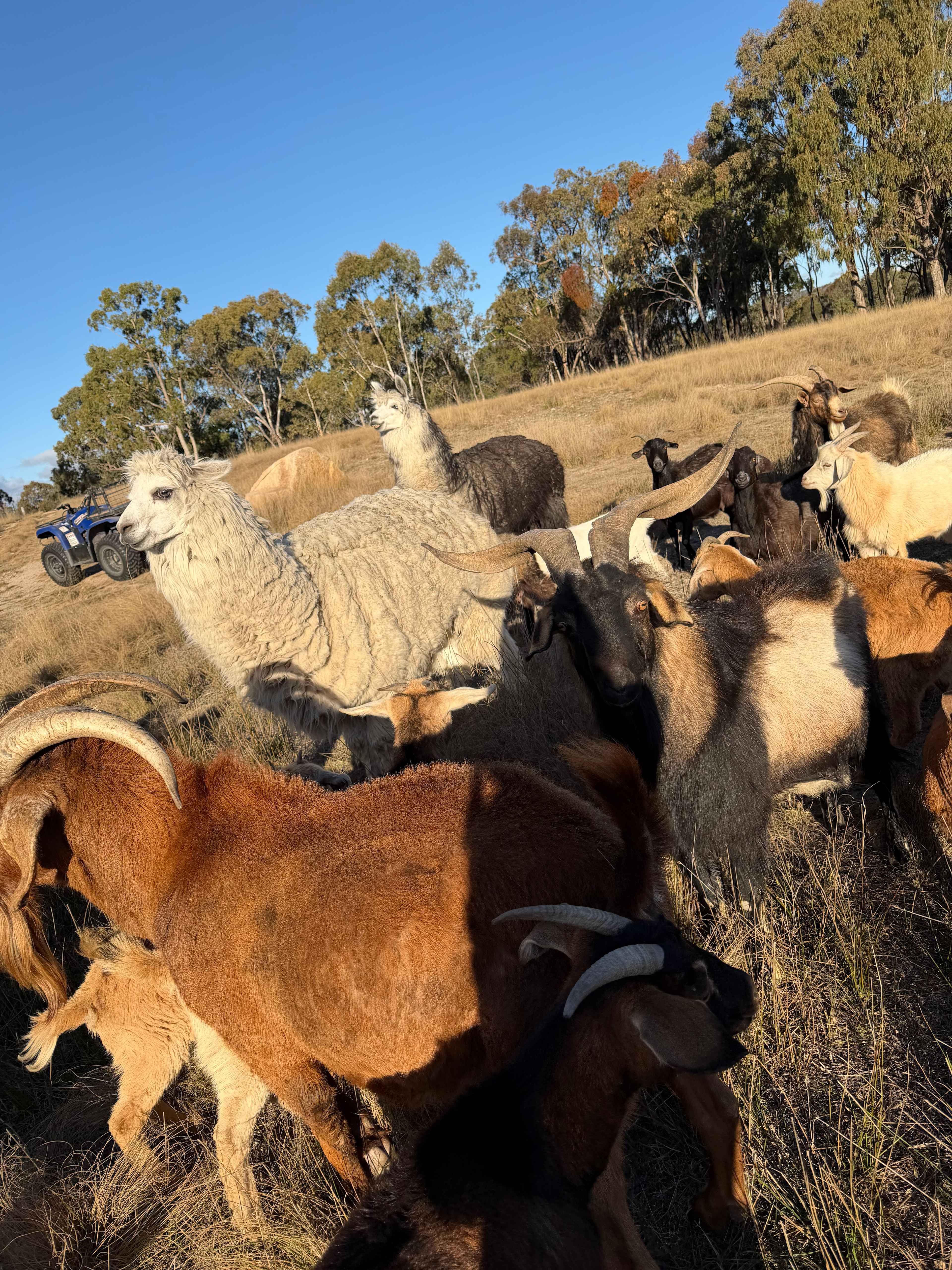 Guffy Acres Off-Grid Farm