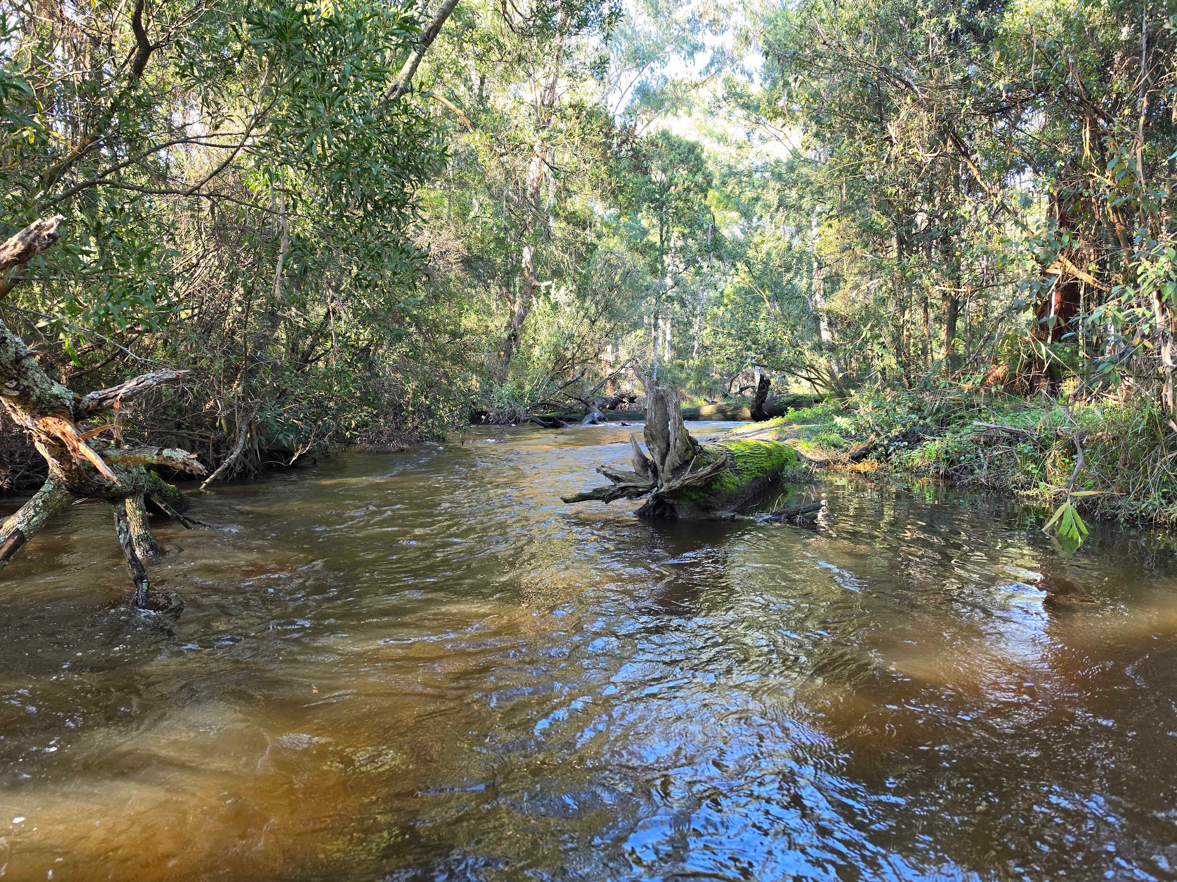The Fern Glade