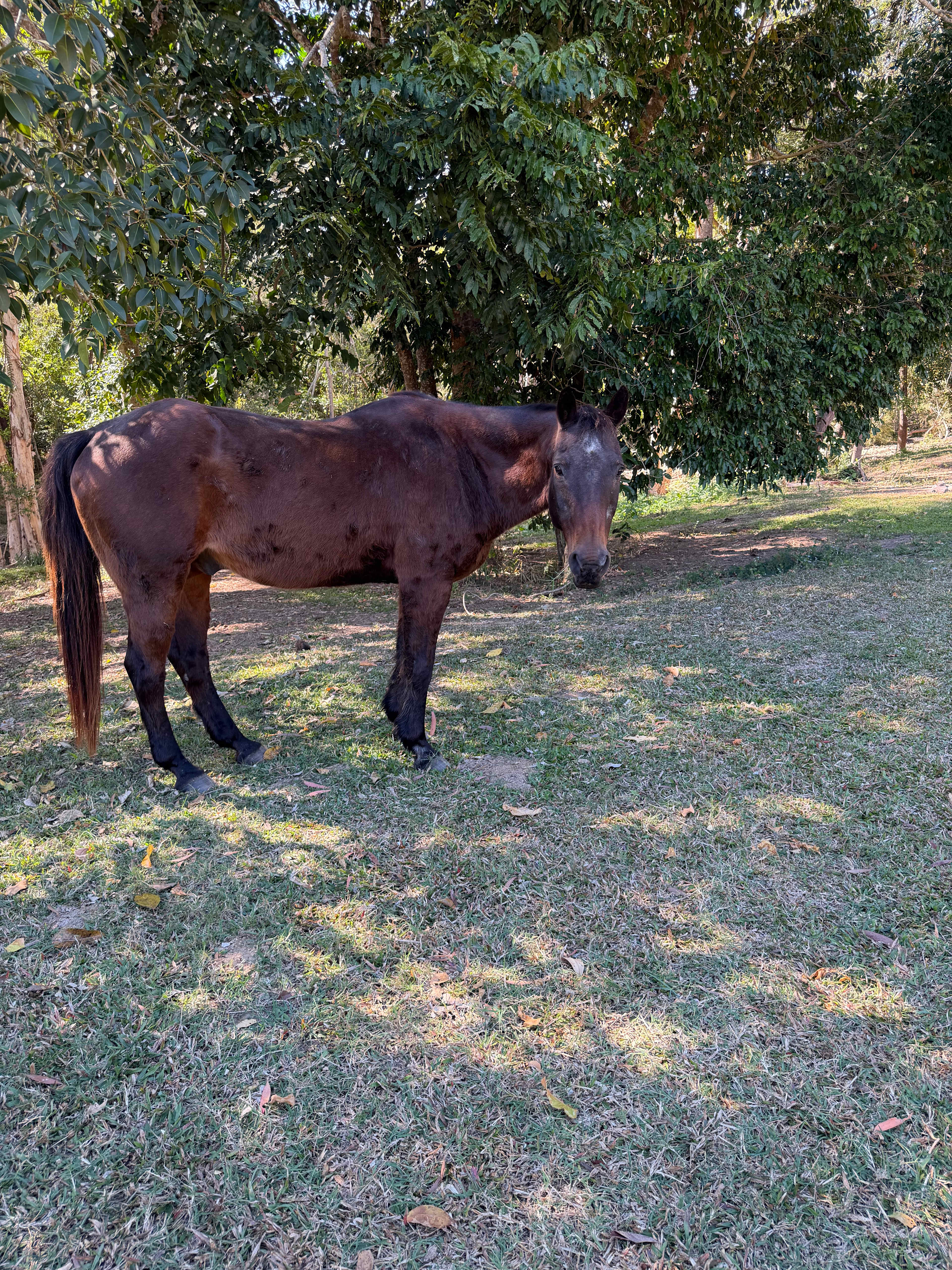 Ilbilbie Station Farm Stay