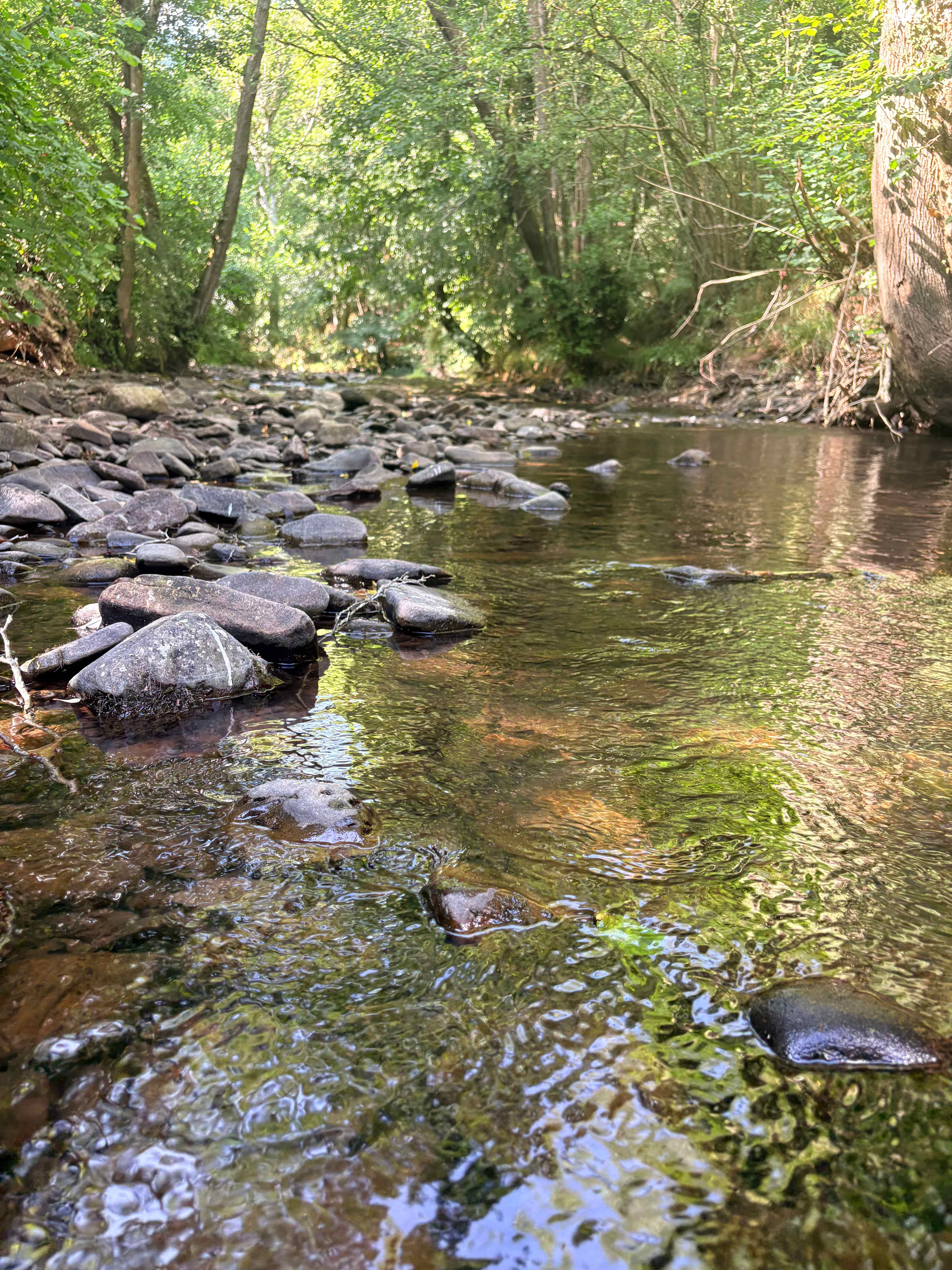 Pytingwyn Woods