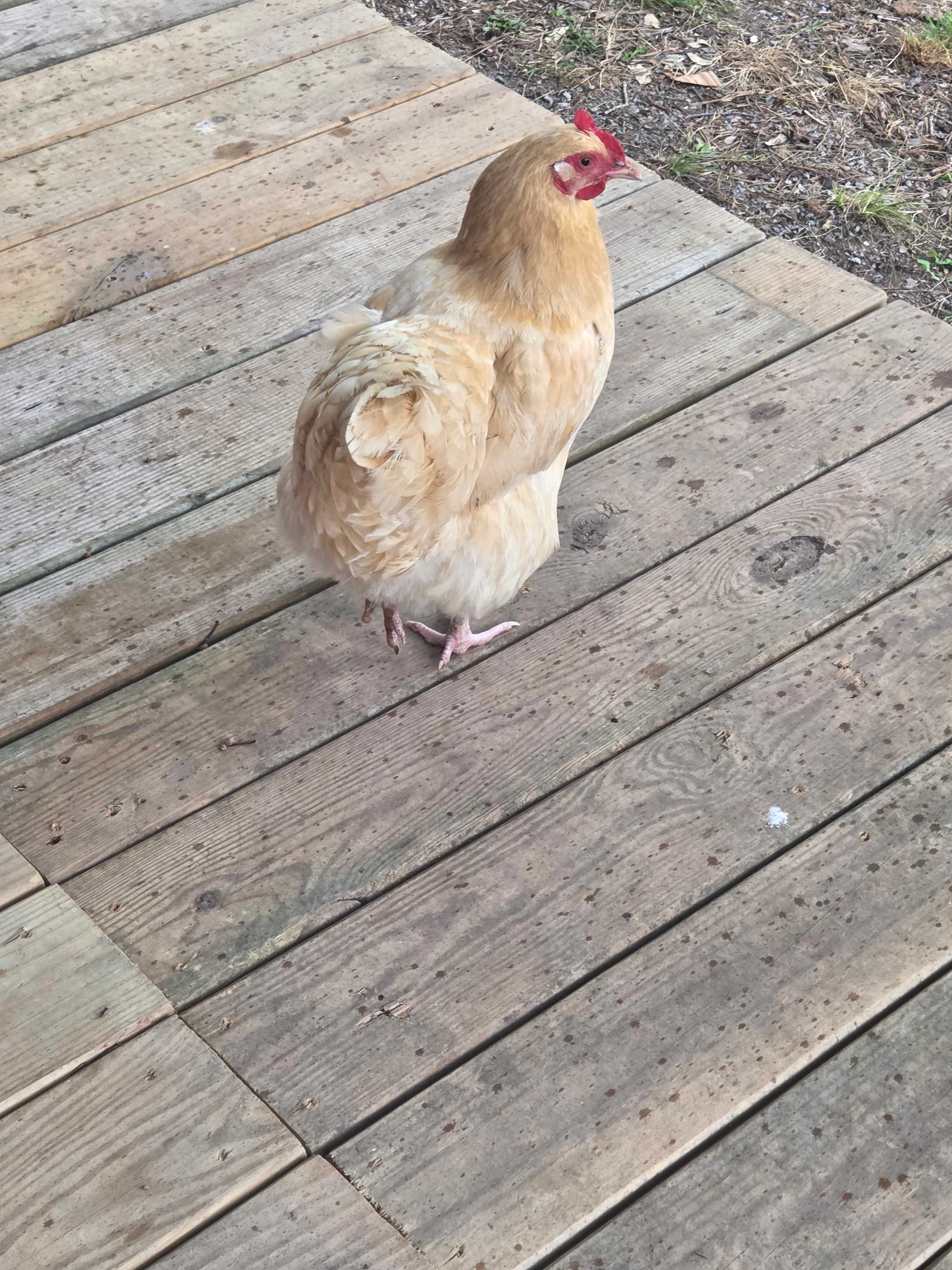 Barbie, the cabin chicken.  She loves to hang out and visit!