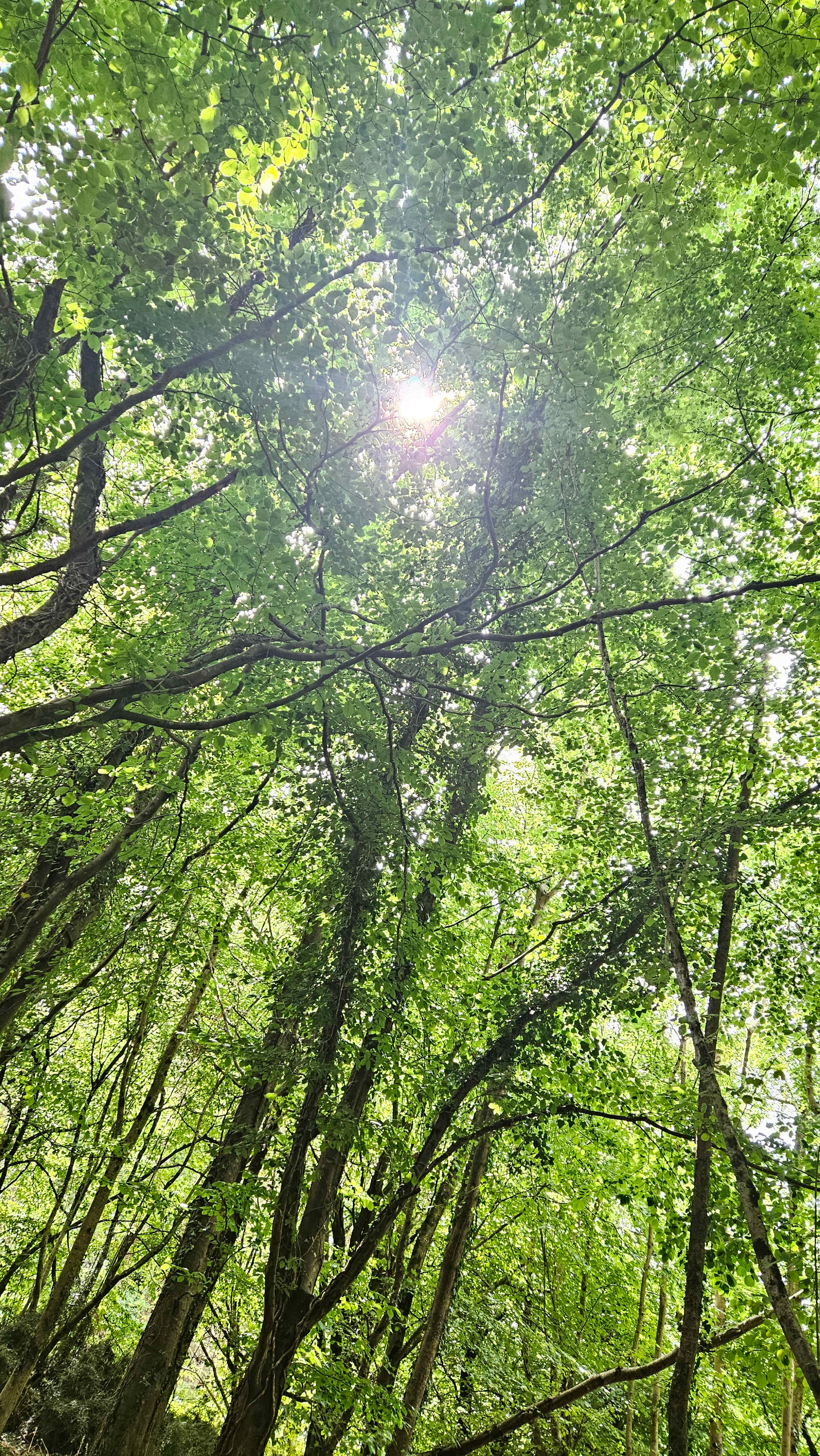 Southover Woods Wild Camping
