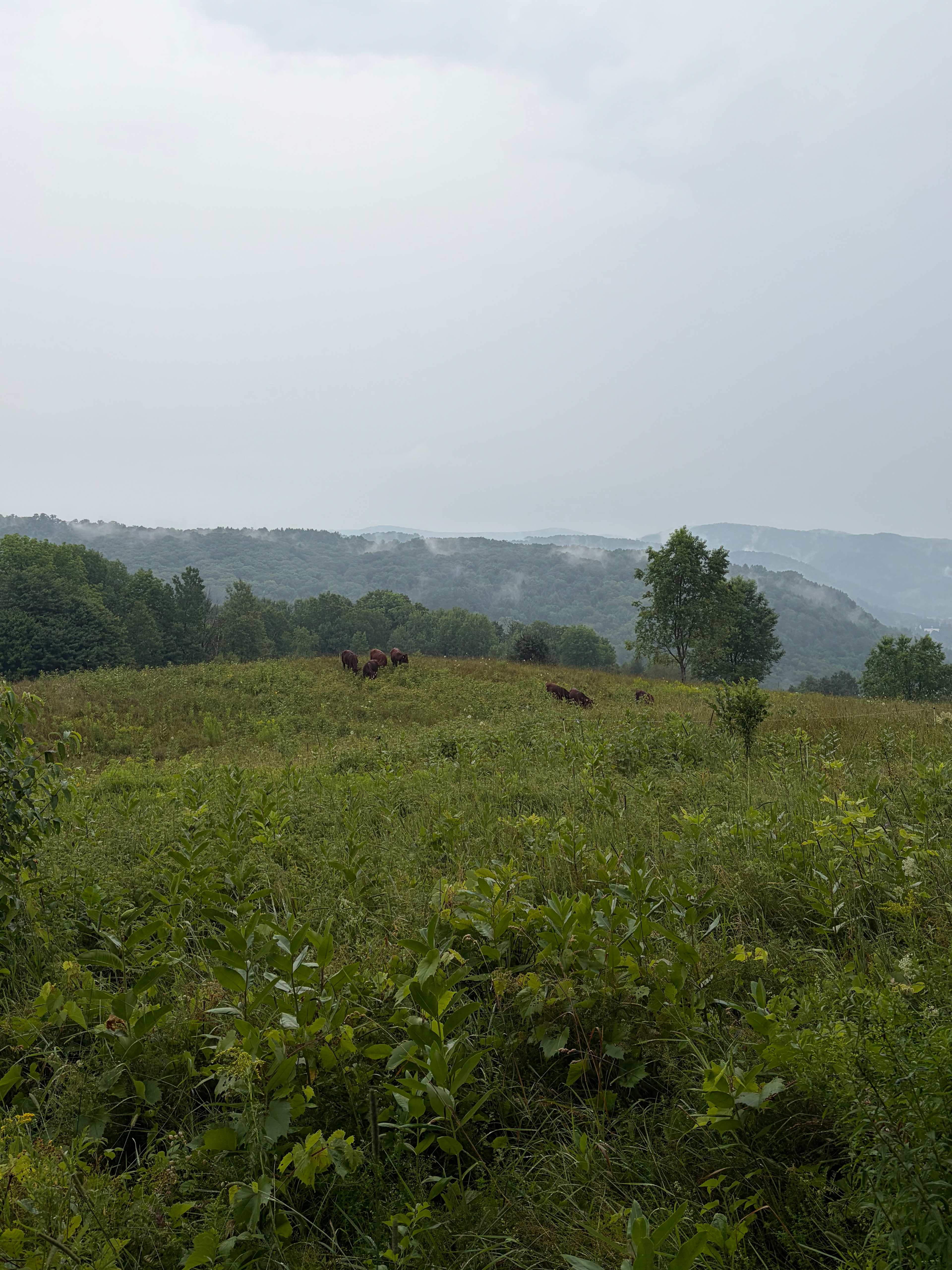Free Verse Farm