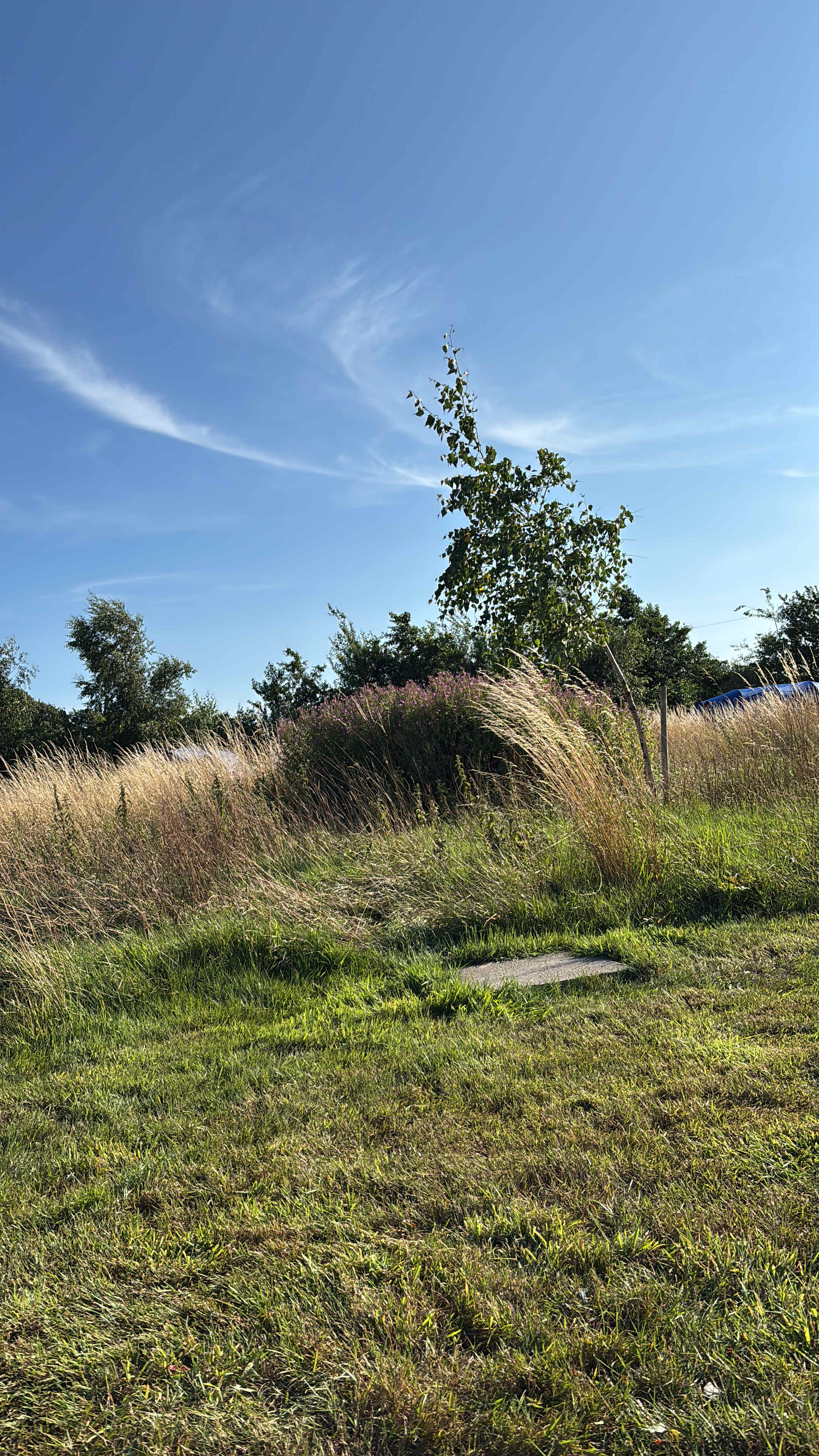 Moss Rose Campsite