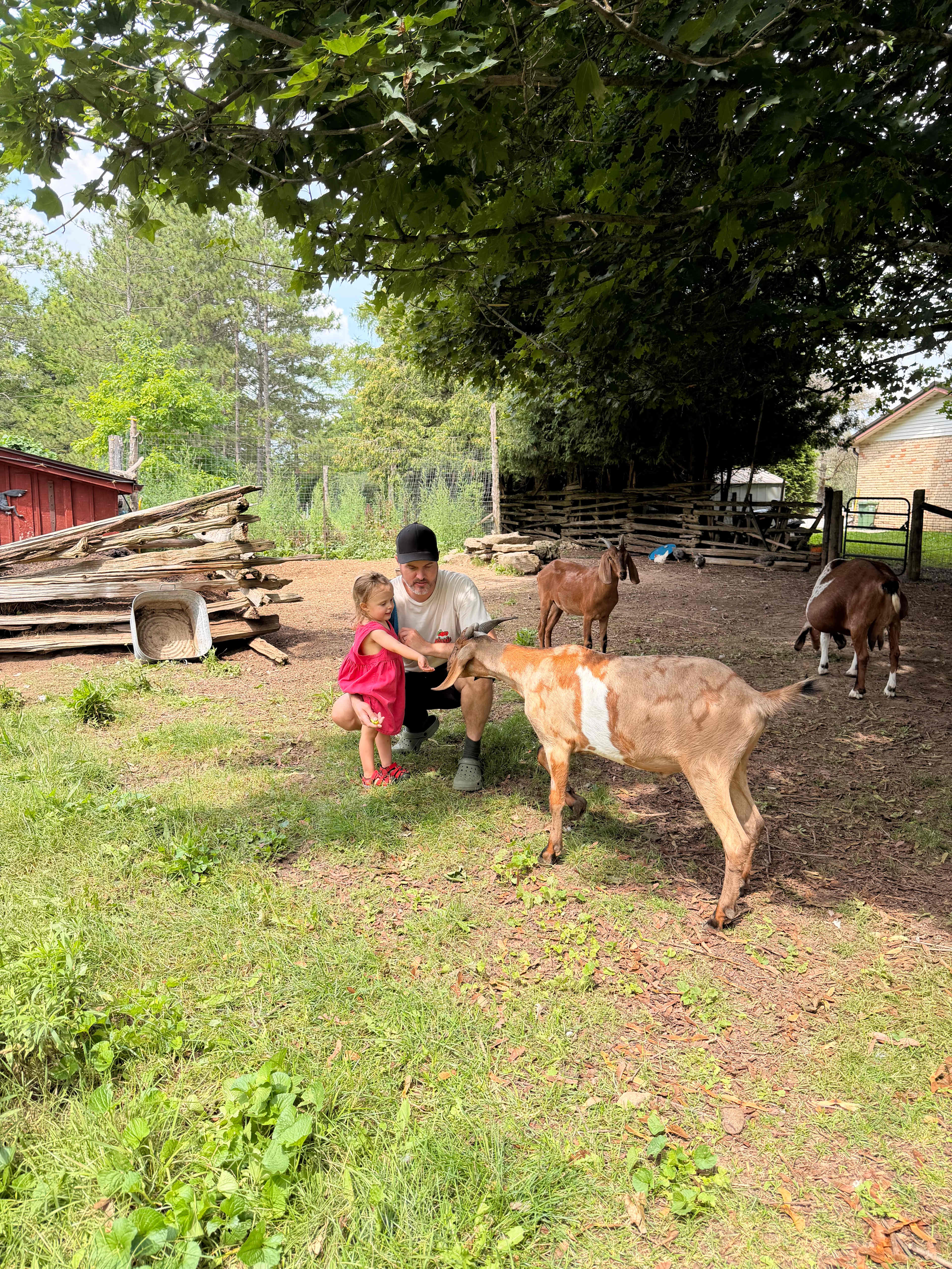 Goats and Gardens