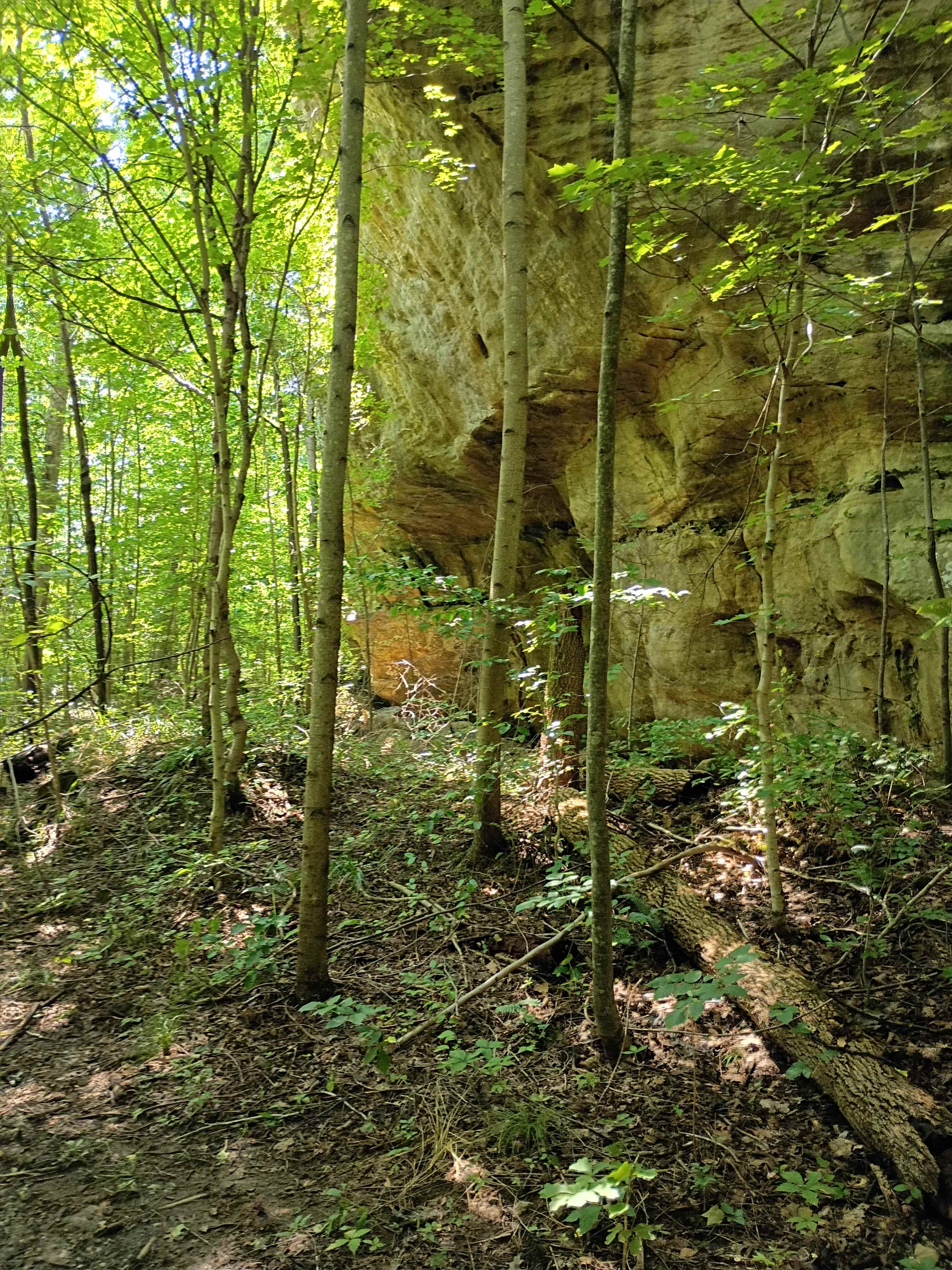 Tar Springs 2