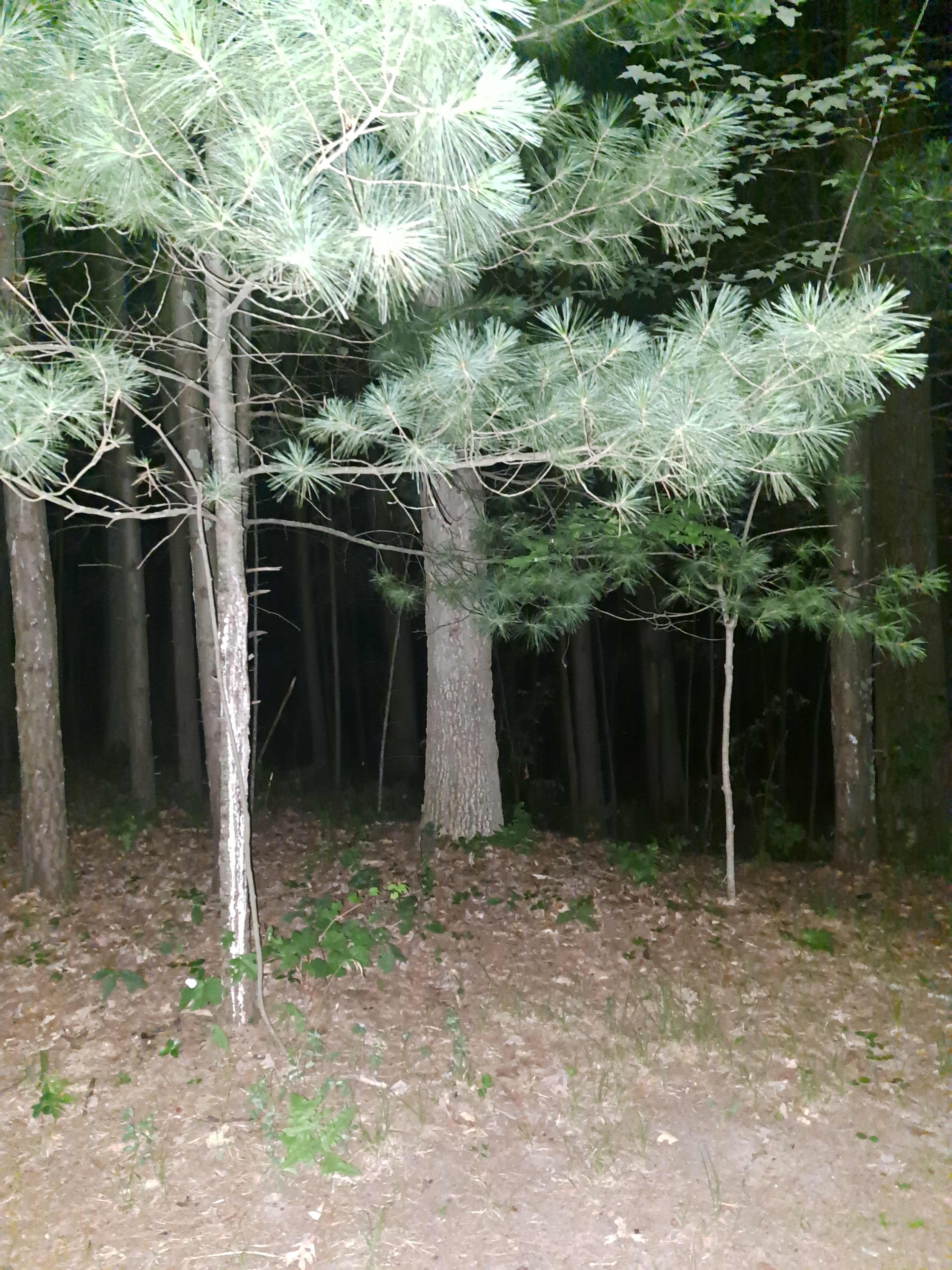 JUST as Beautiful at night!!