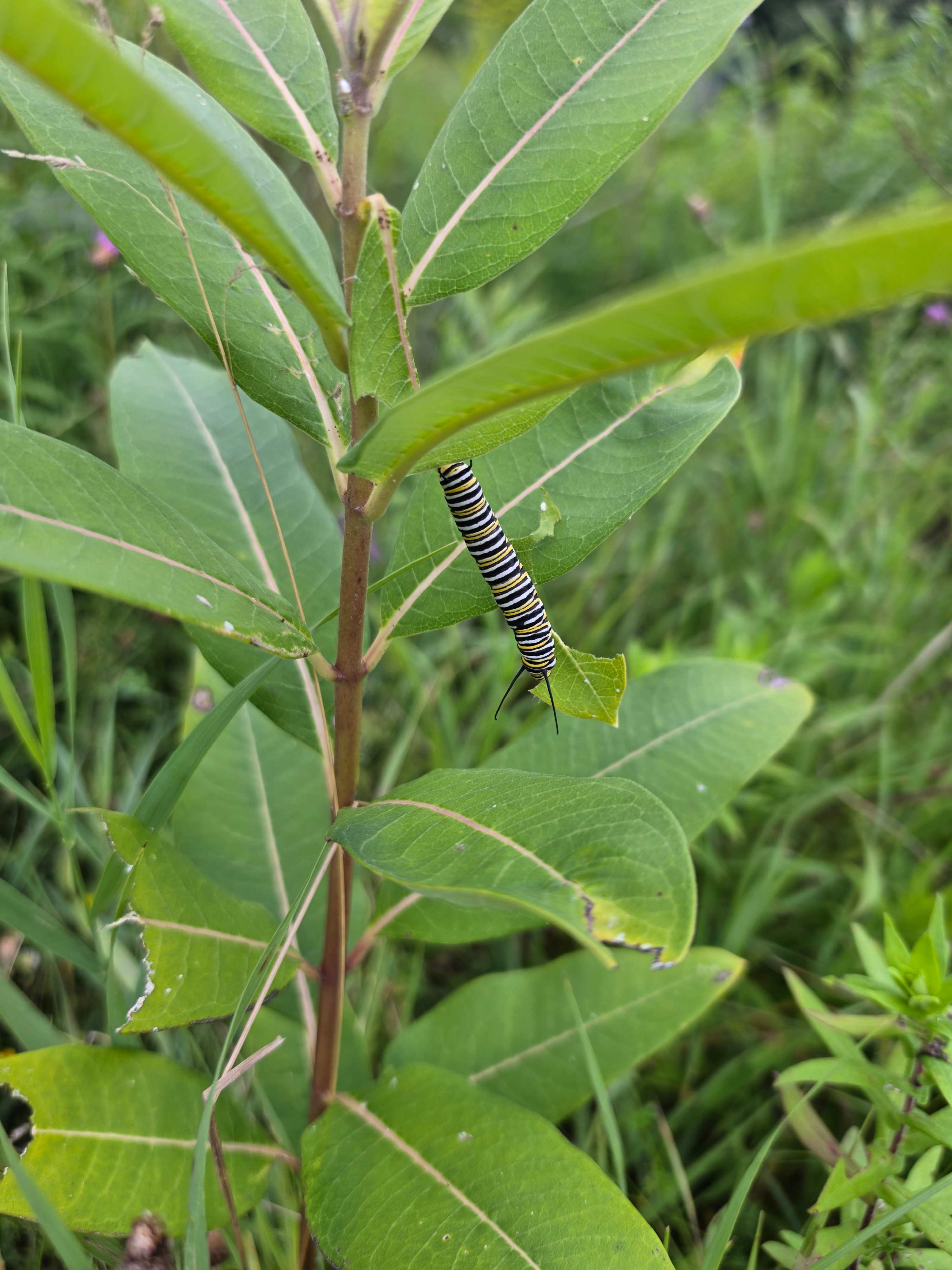 Milkweed with Monarch