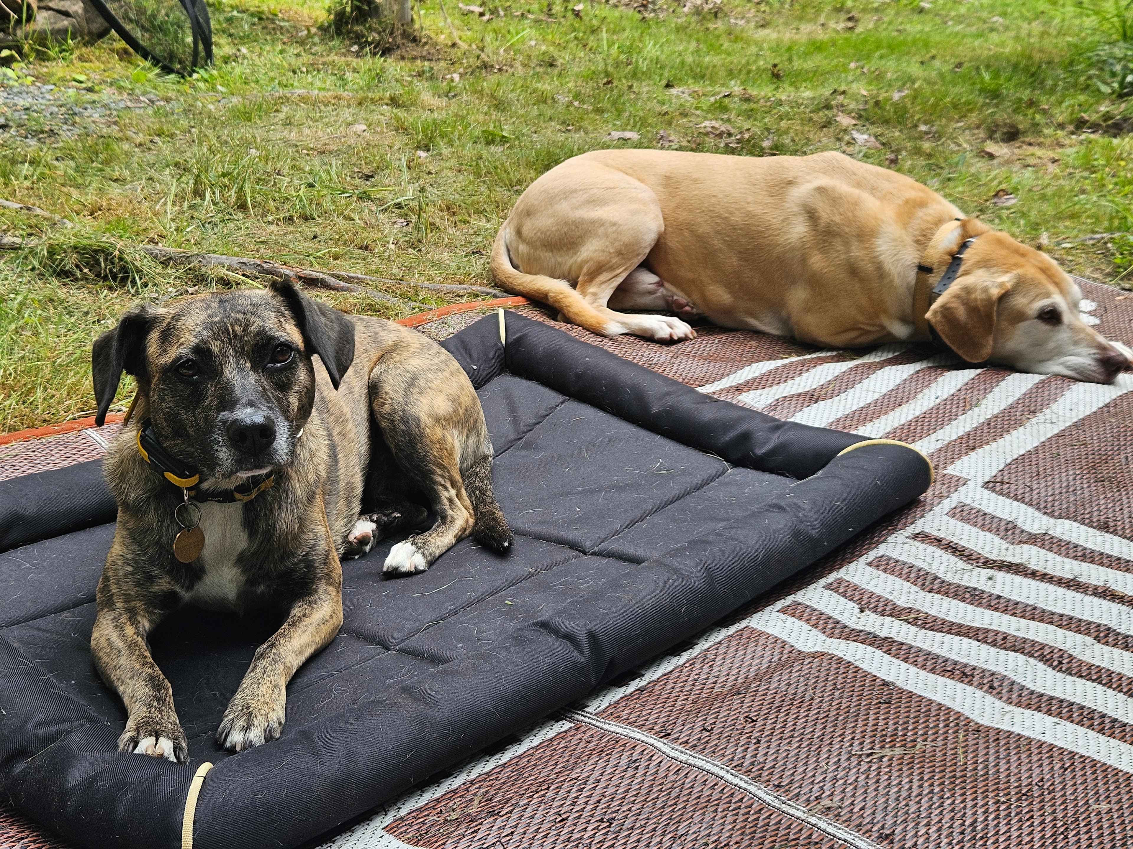Paws Crossing: a woods retreat.
