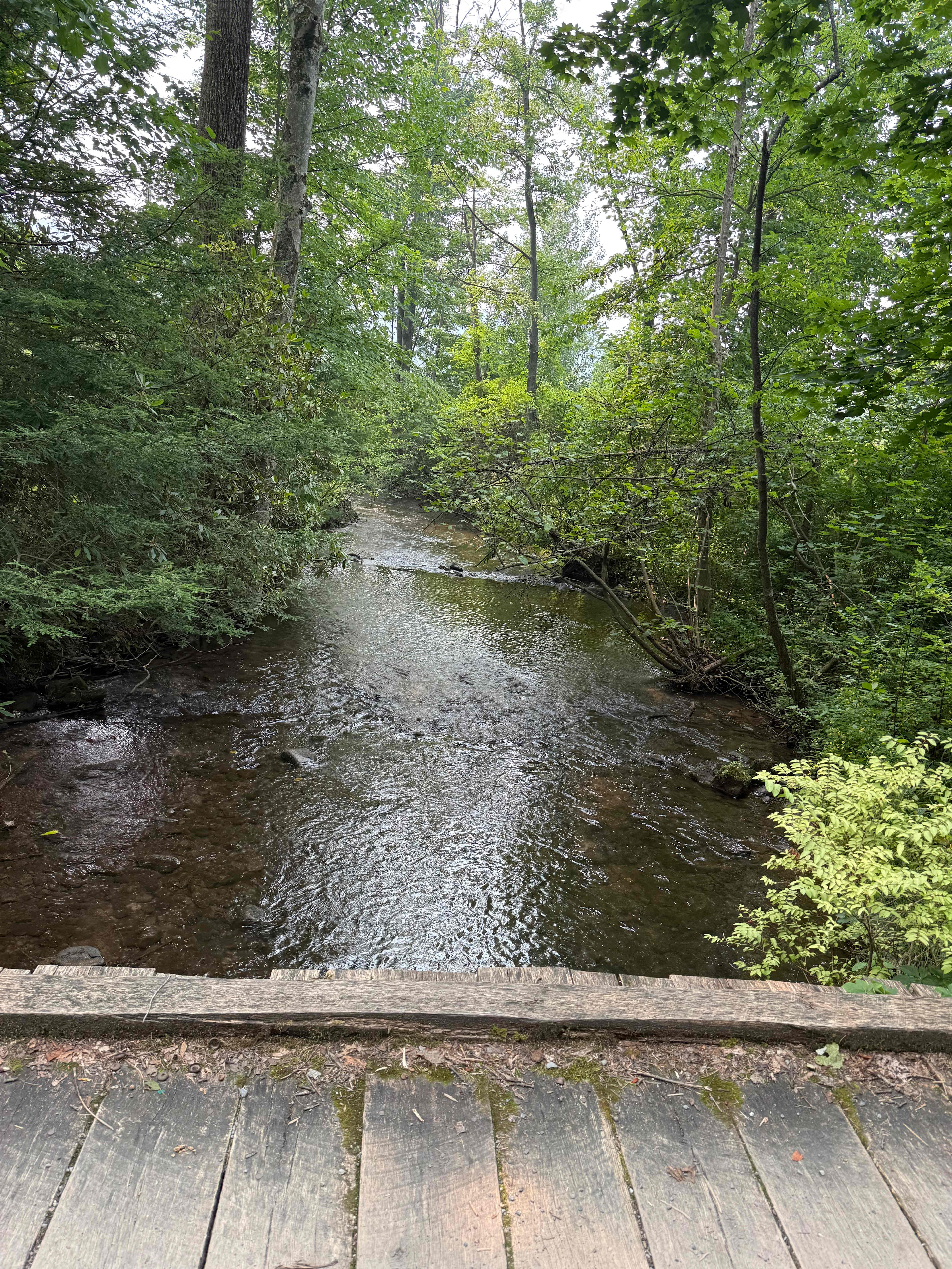 Bald Eagle Campsite
