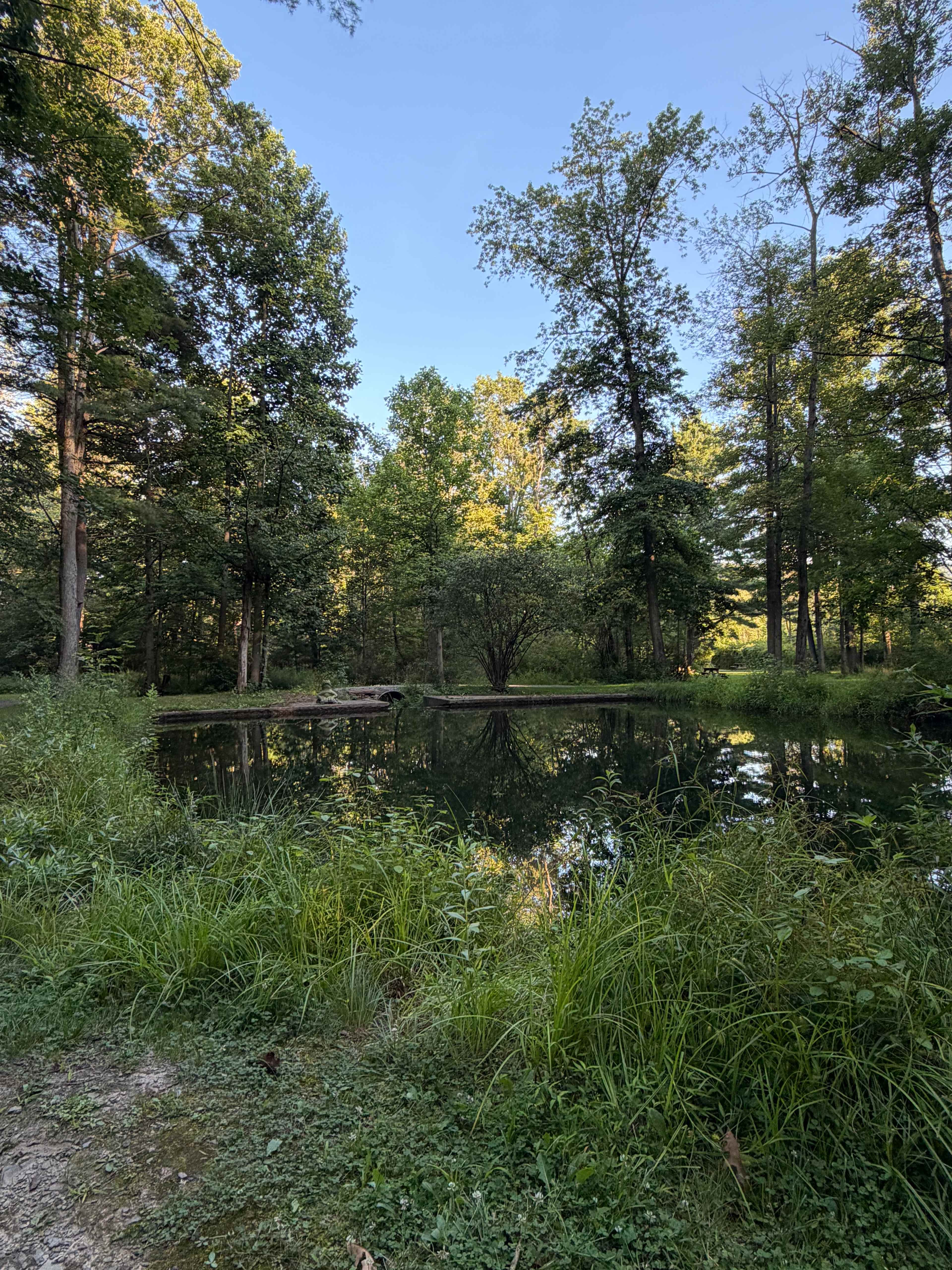 Bald Eagle Campsite