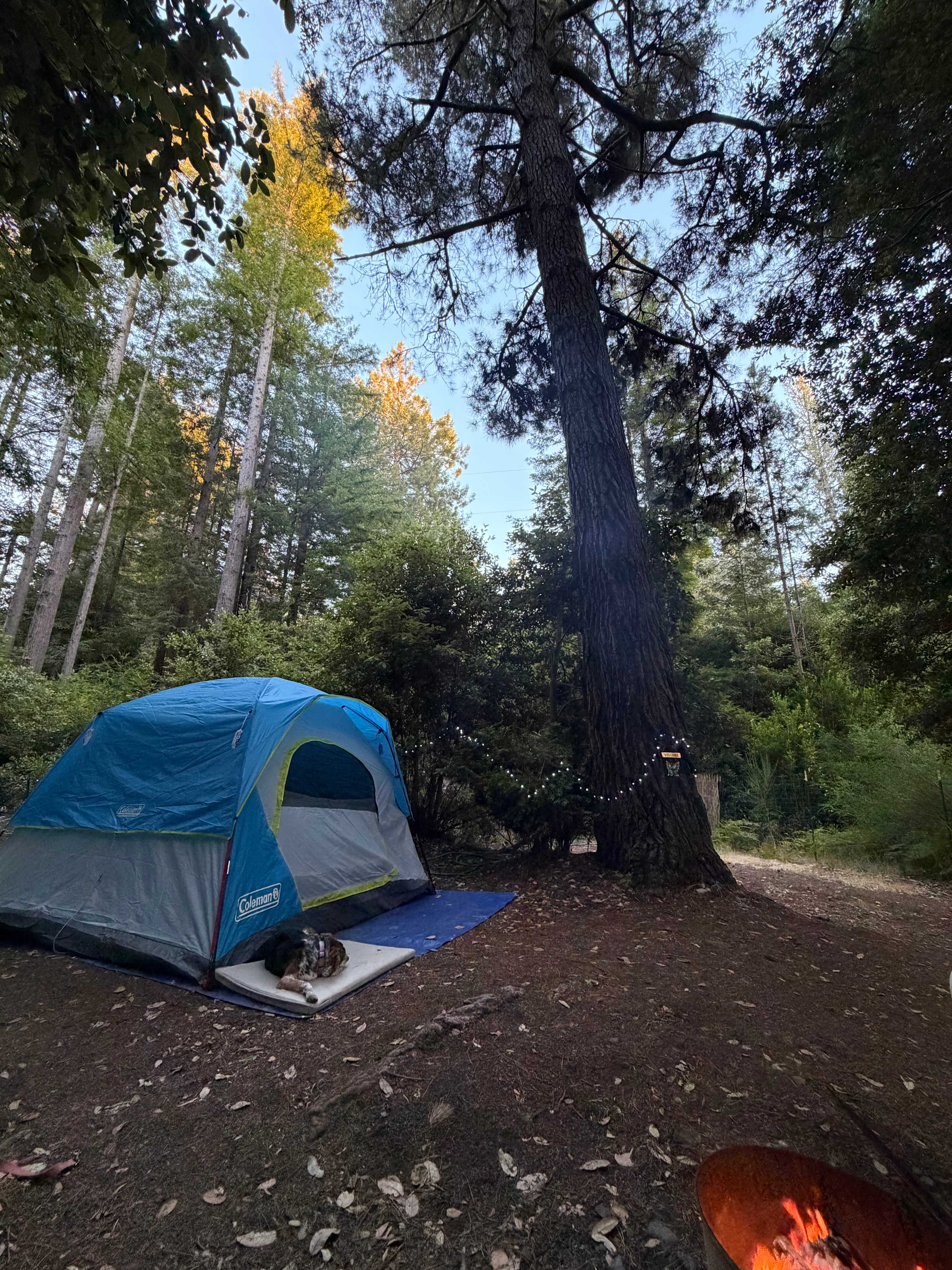 Redwood Forest Raven Haven