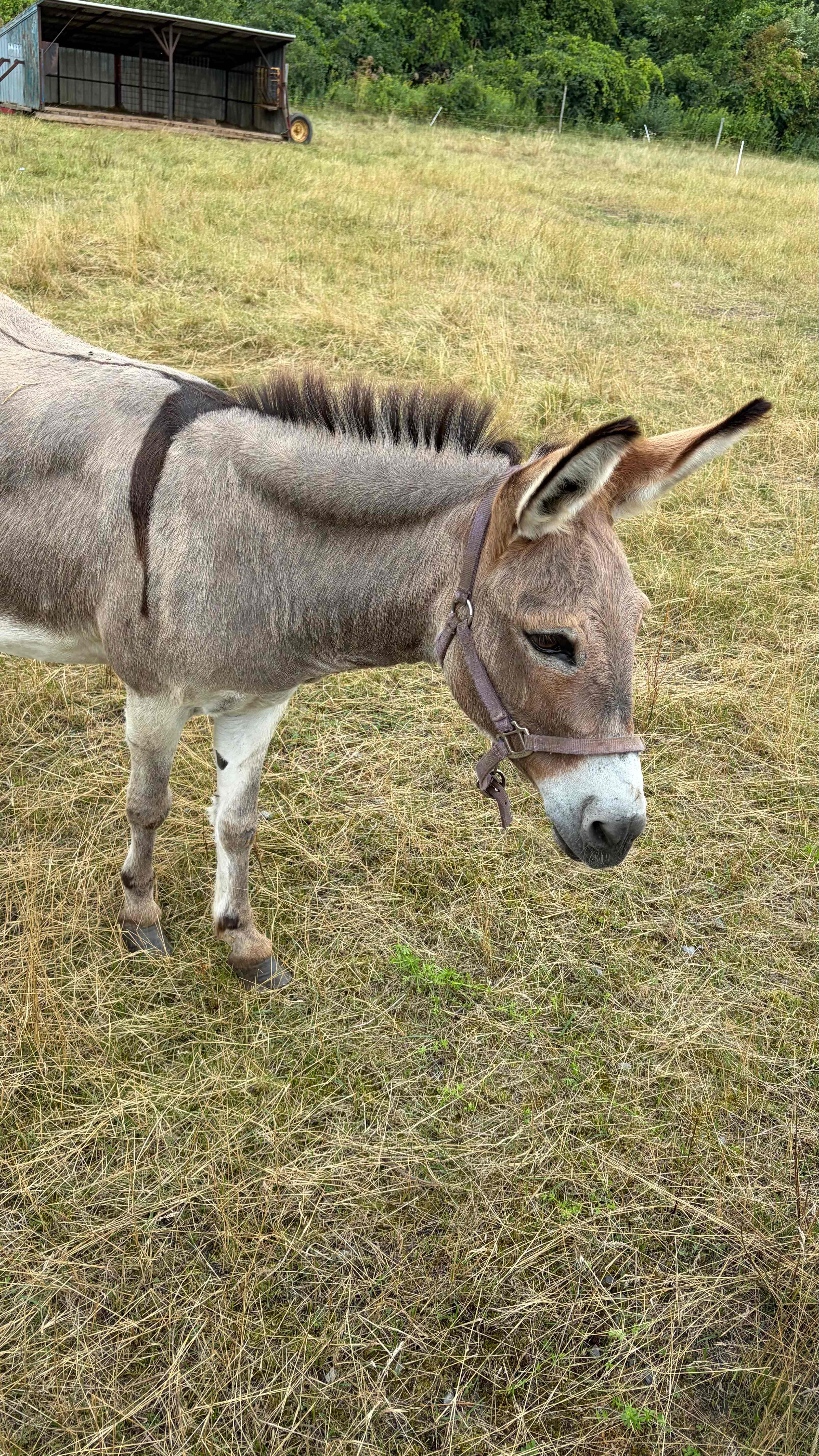 Angel the donkey!