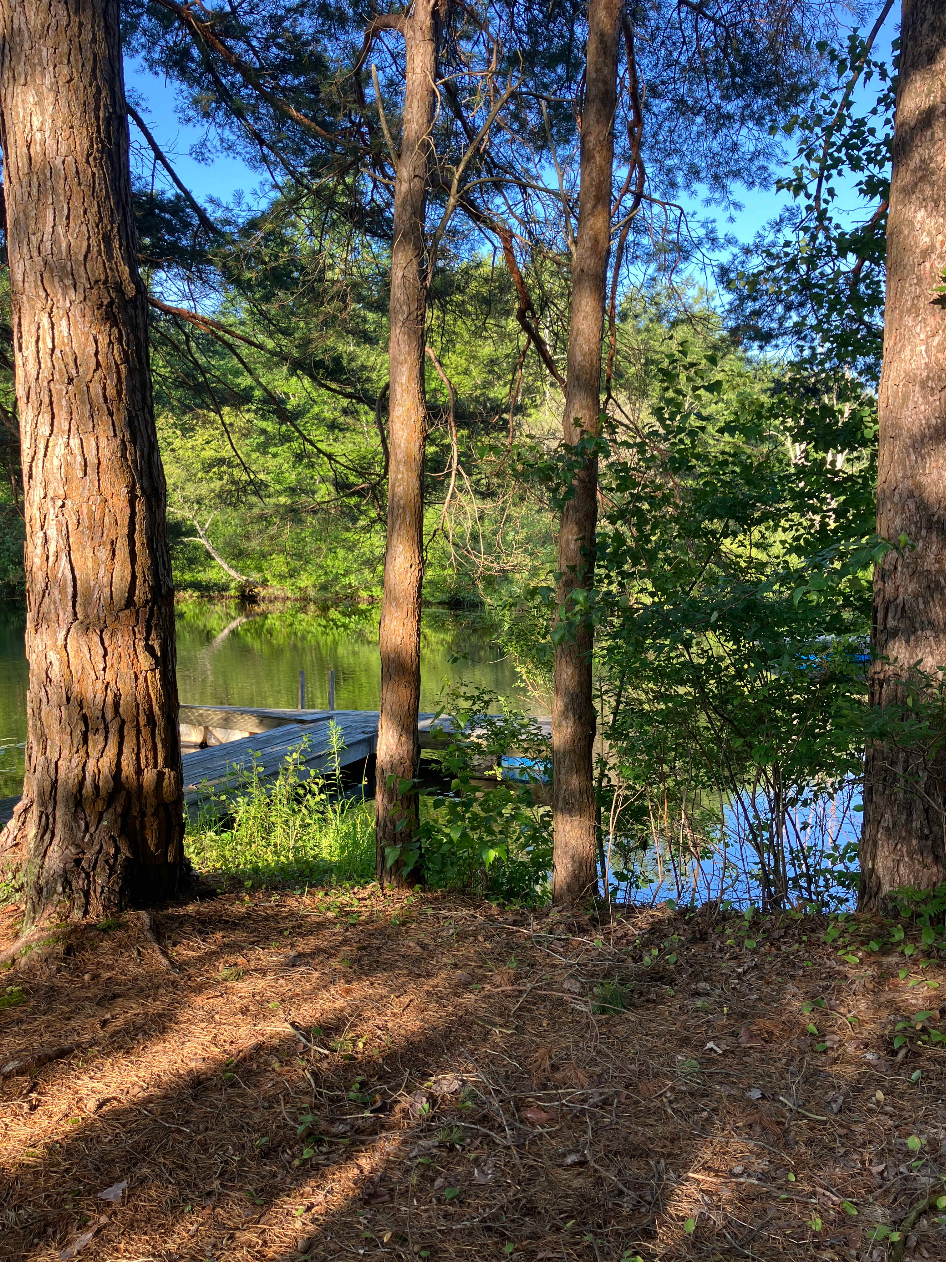 Camp on the Organic Blueberry Pond!
