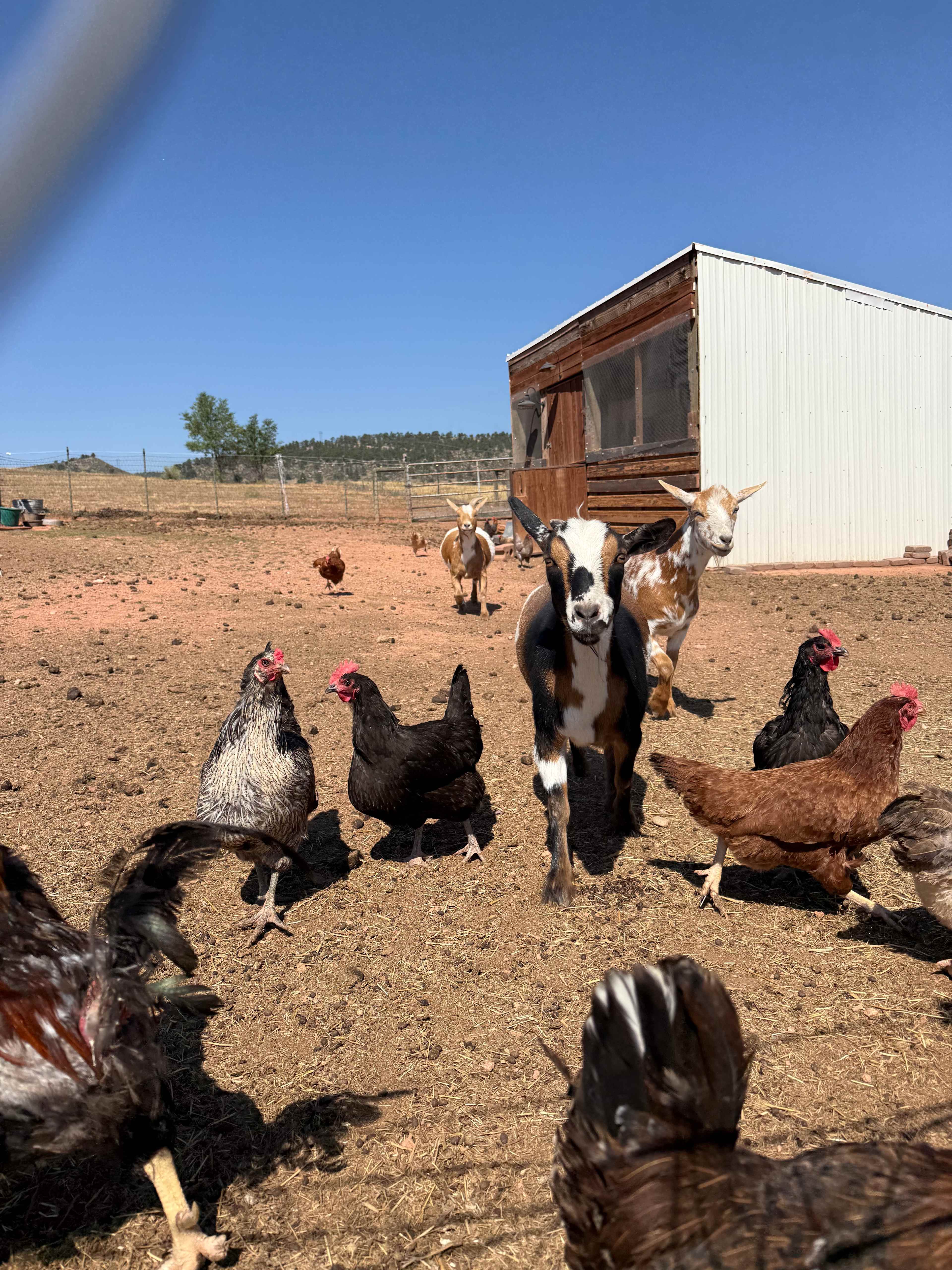 Bar 29 Ranch