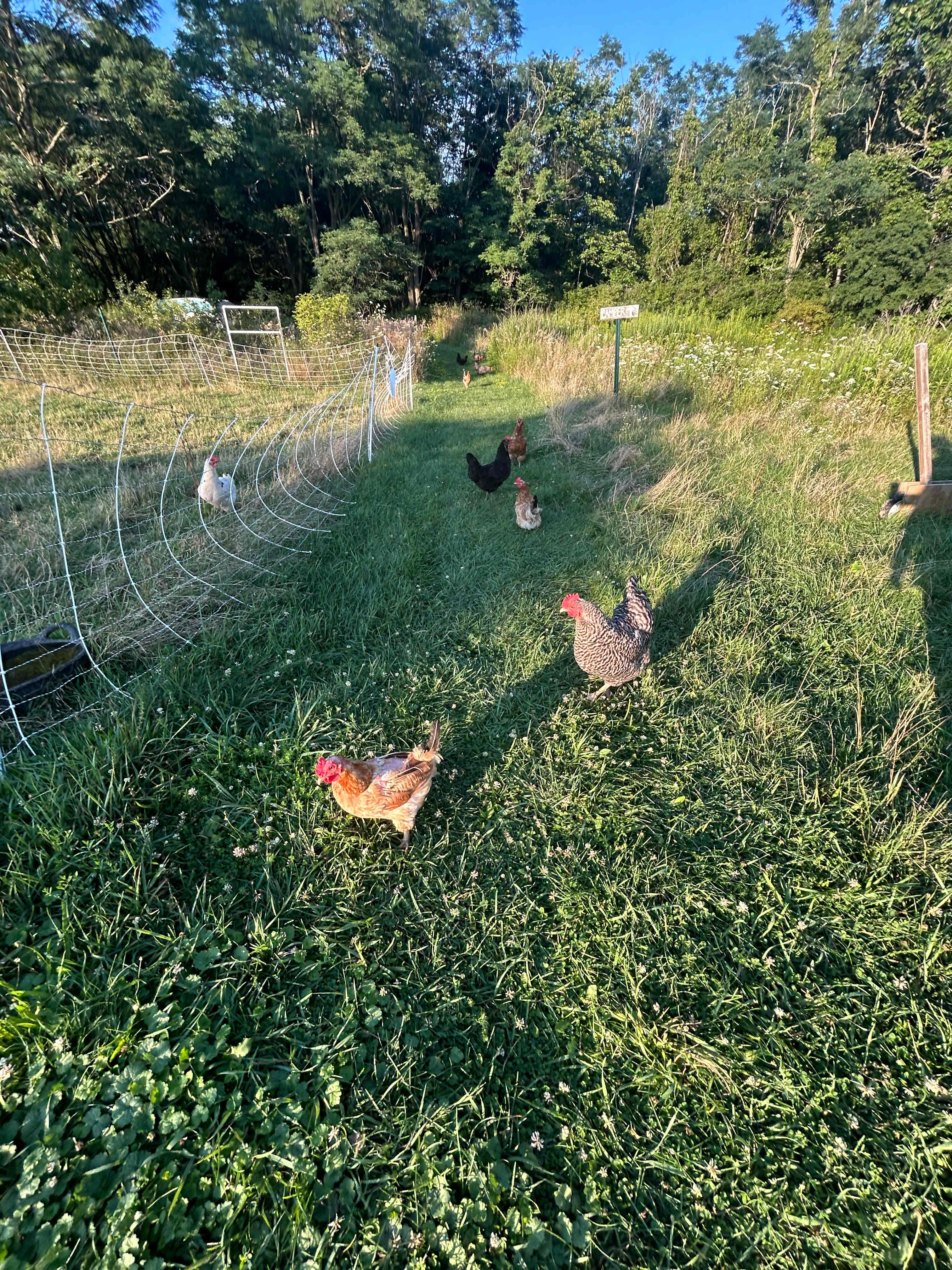 Little Duck Farm