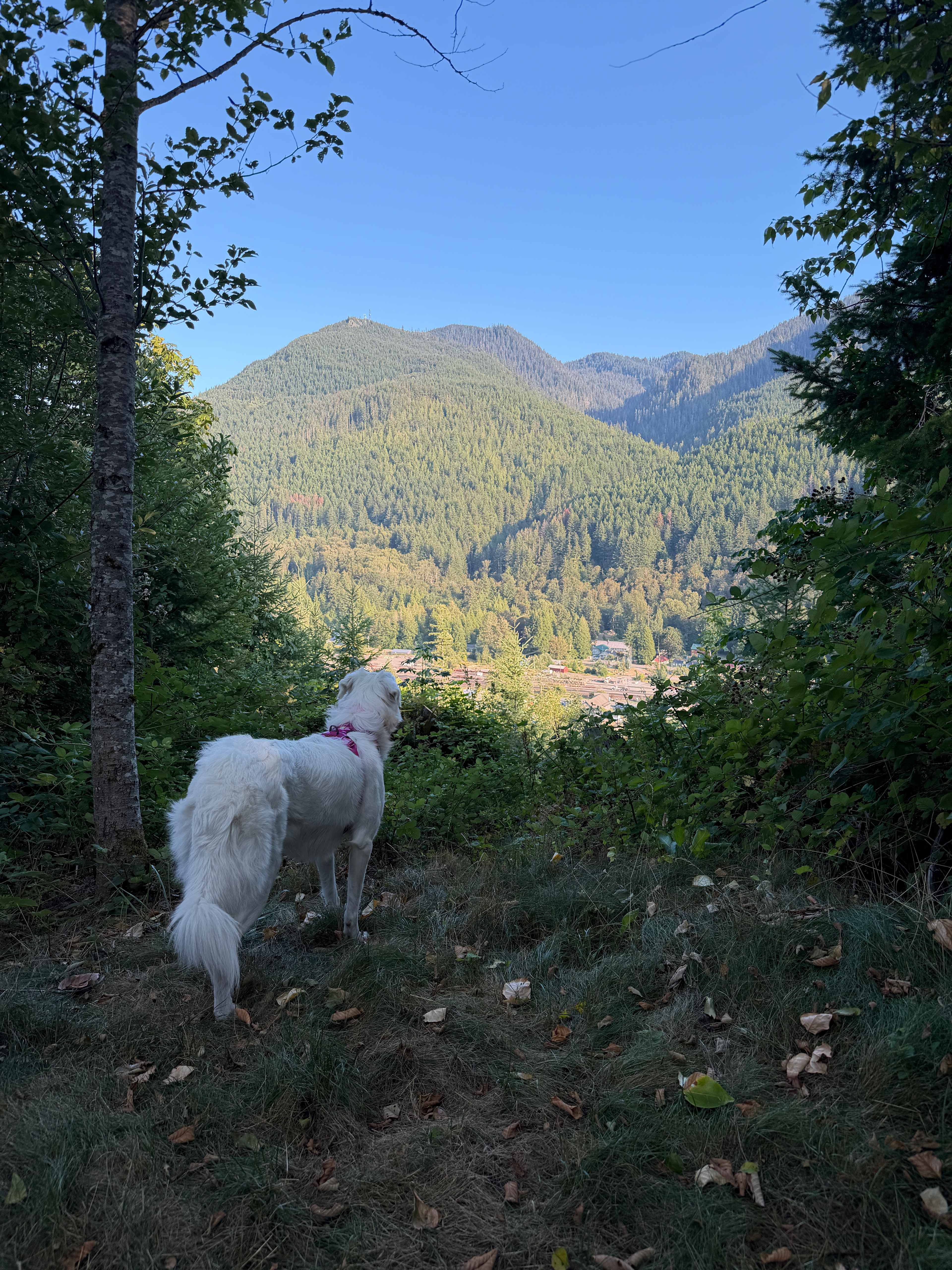 The beauty view
