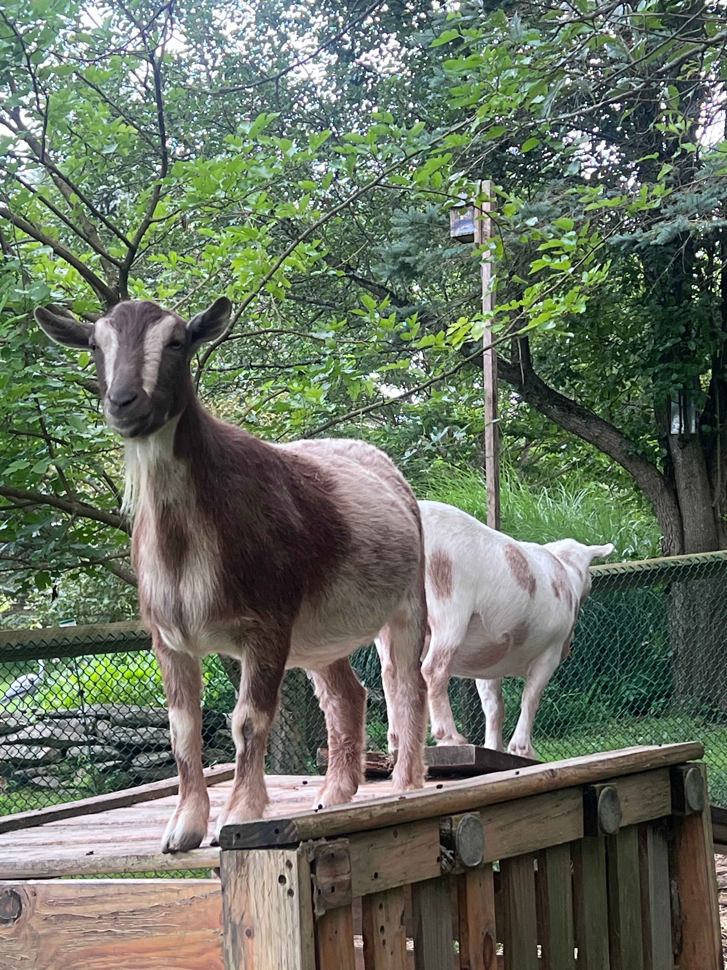 Mickelberry Forest Gardens