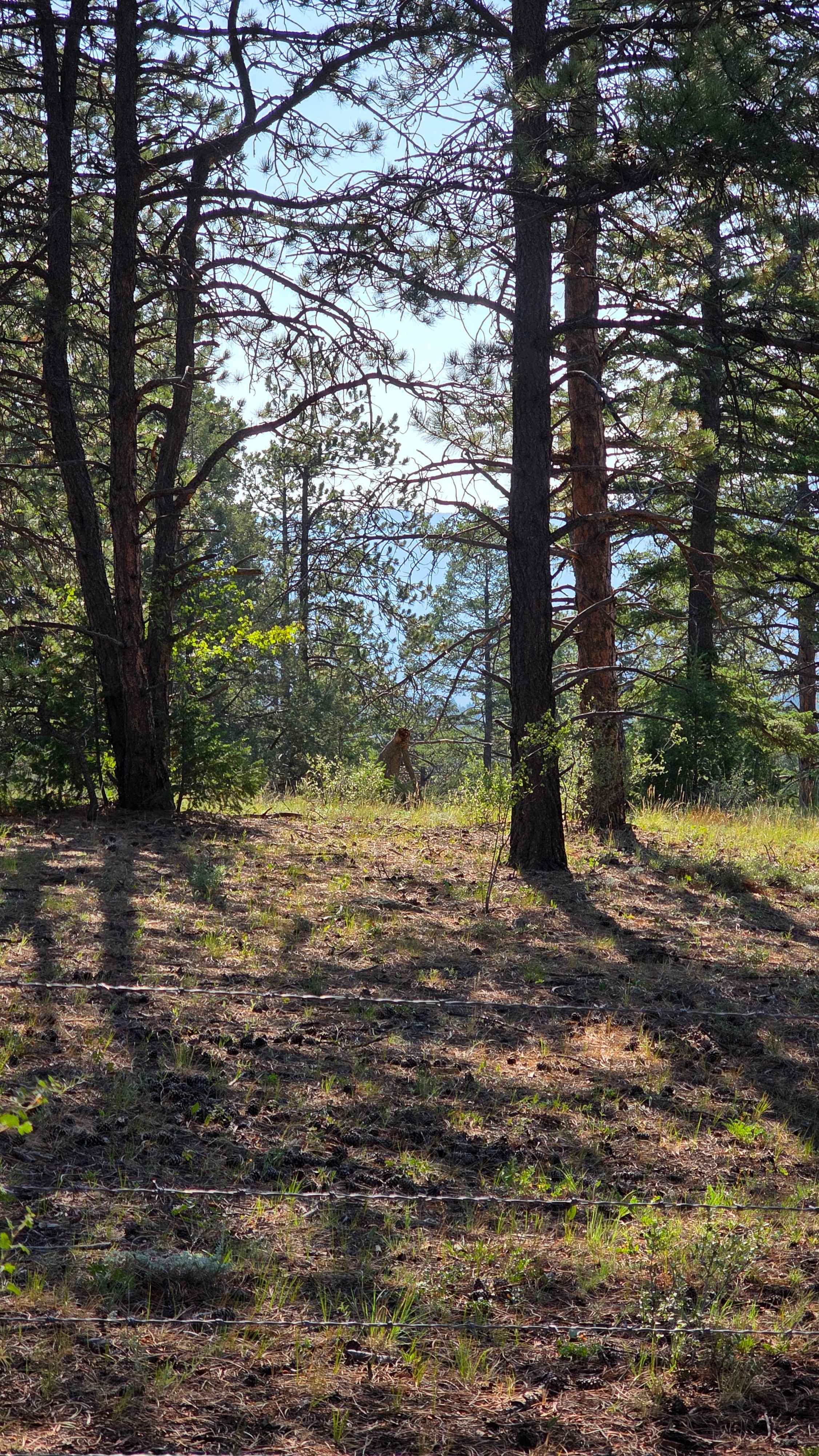 Little Scraggy Camp