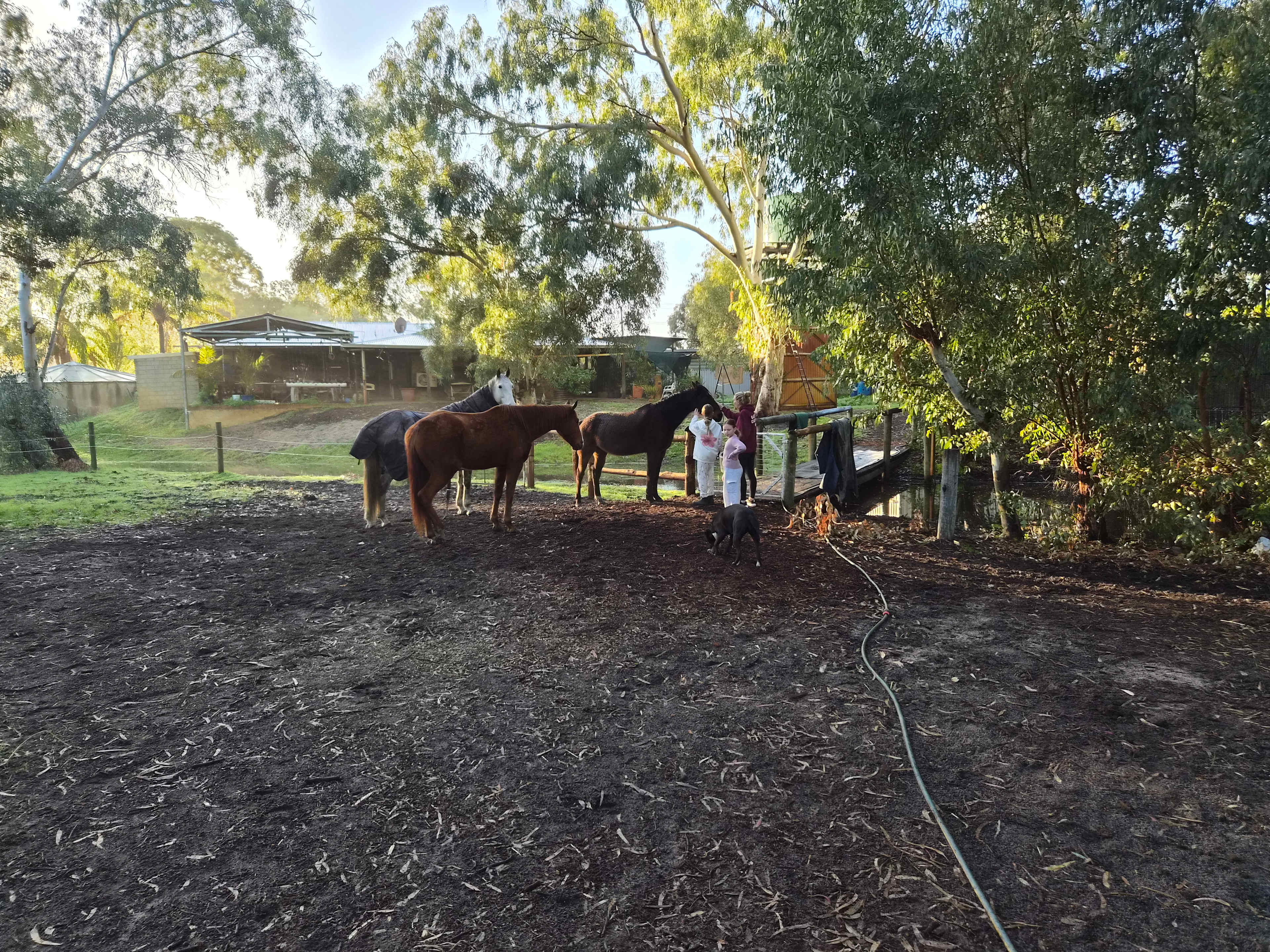 Everything Horses Ltd
