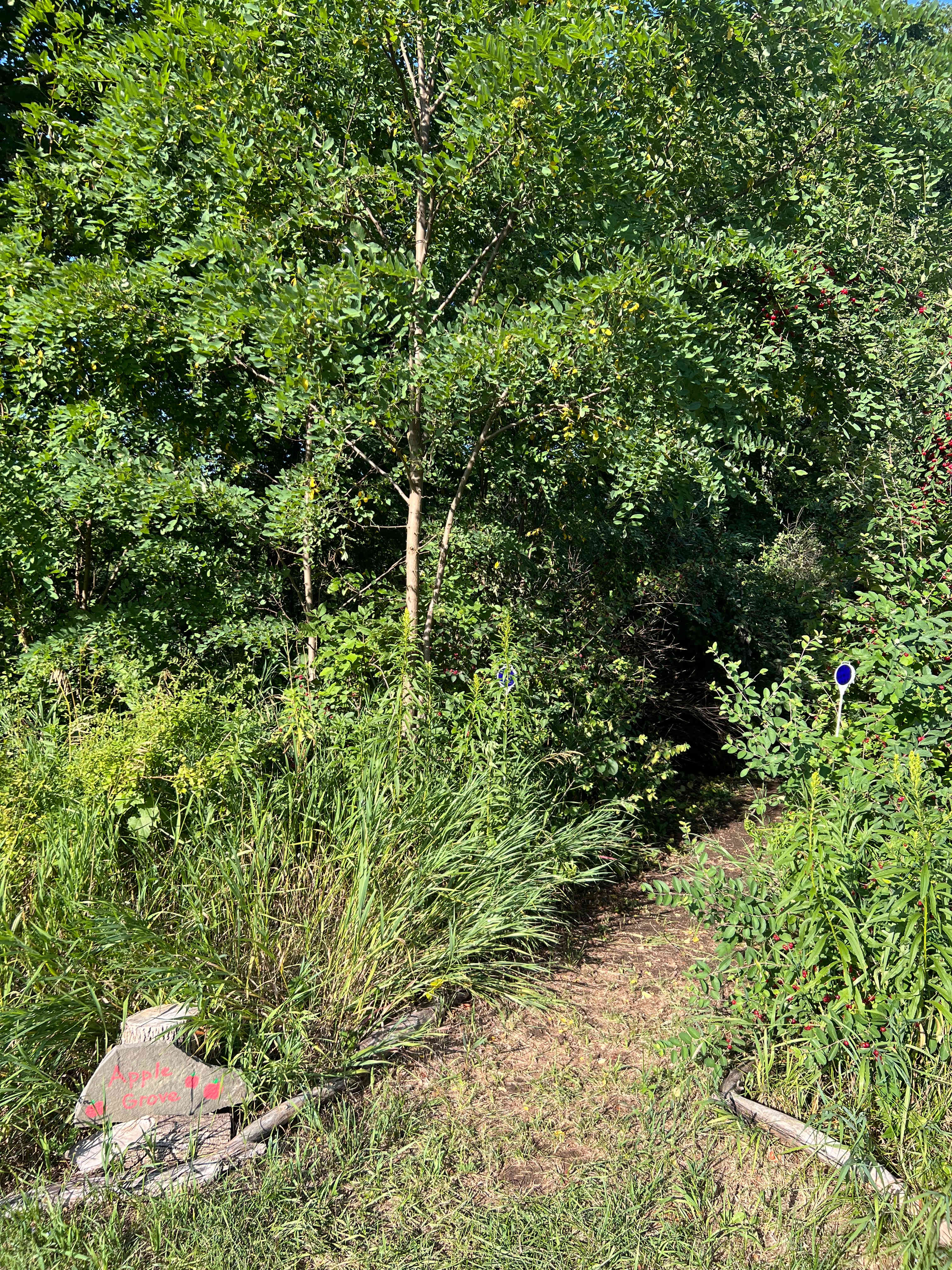 apple grove entrance (berries berries berries) 