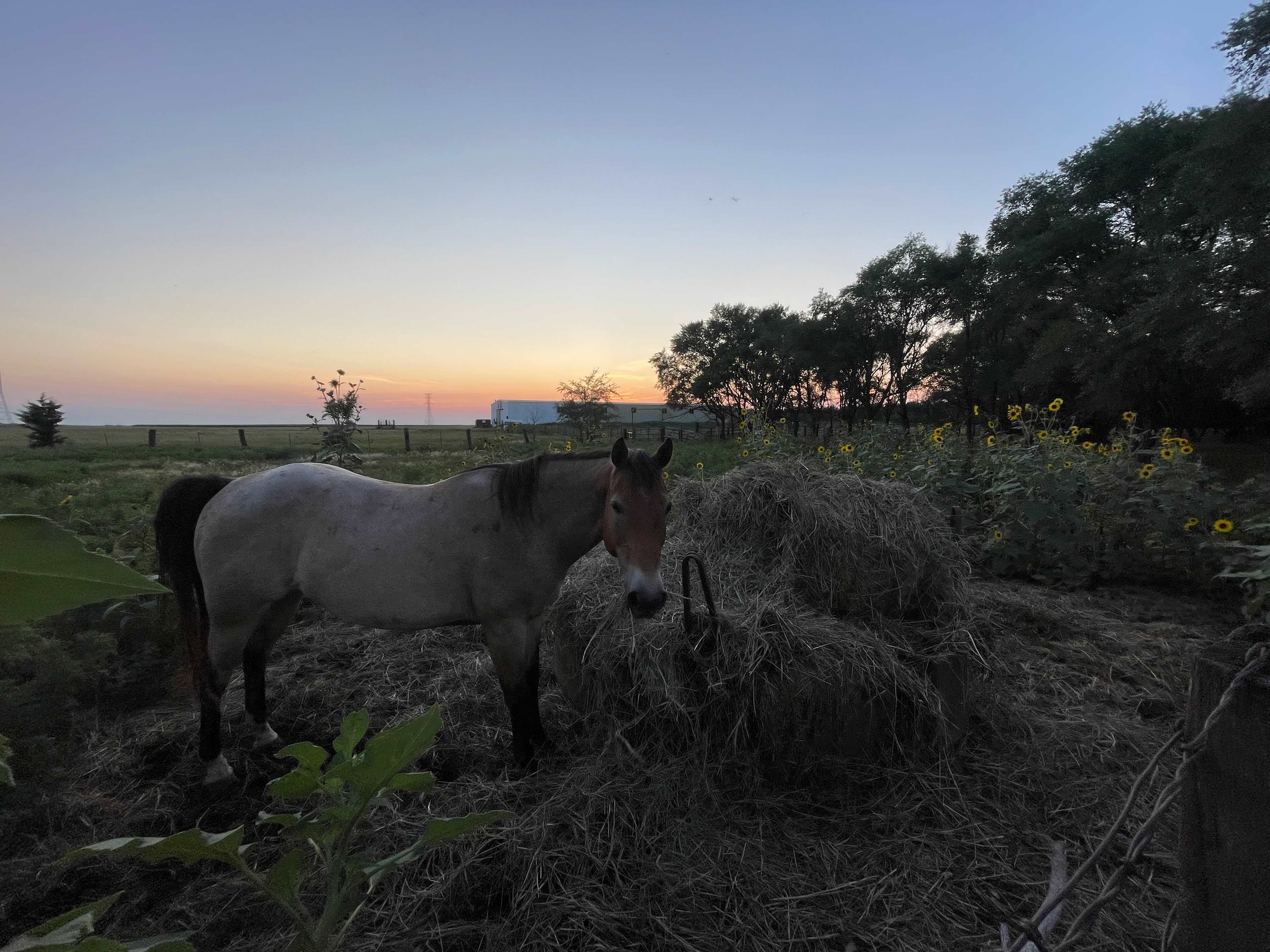 Diamond A Cattle Ranch