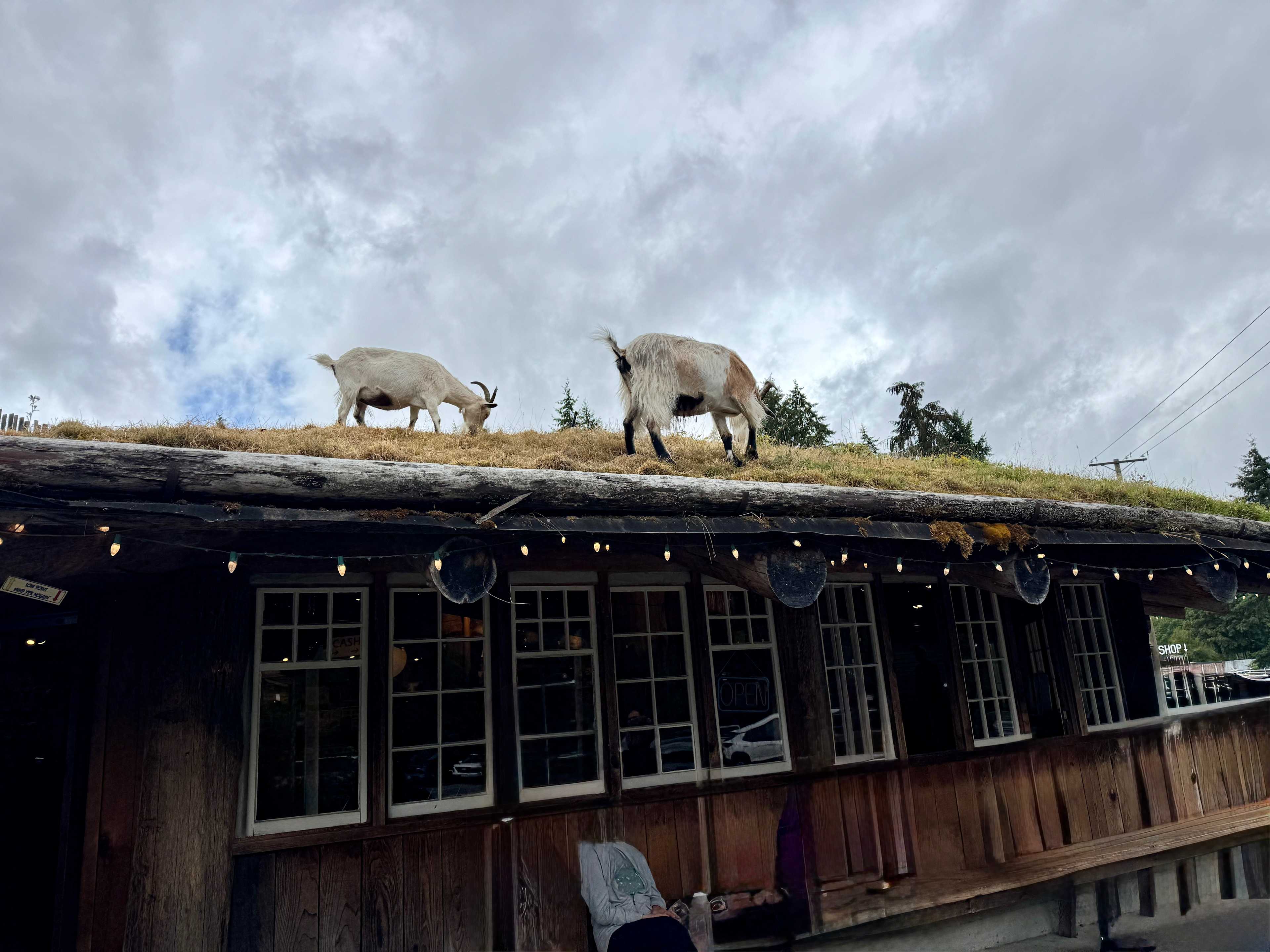 Coombs  Goats on the Roof