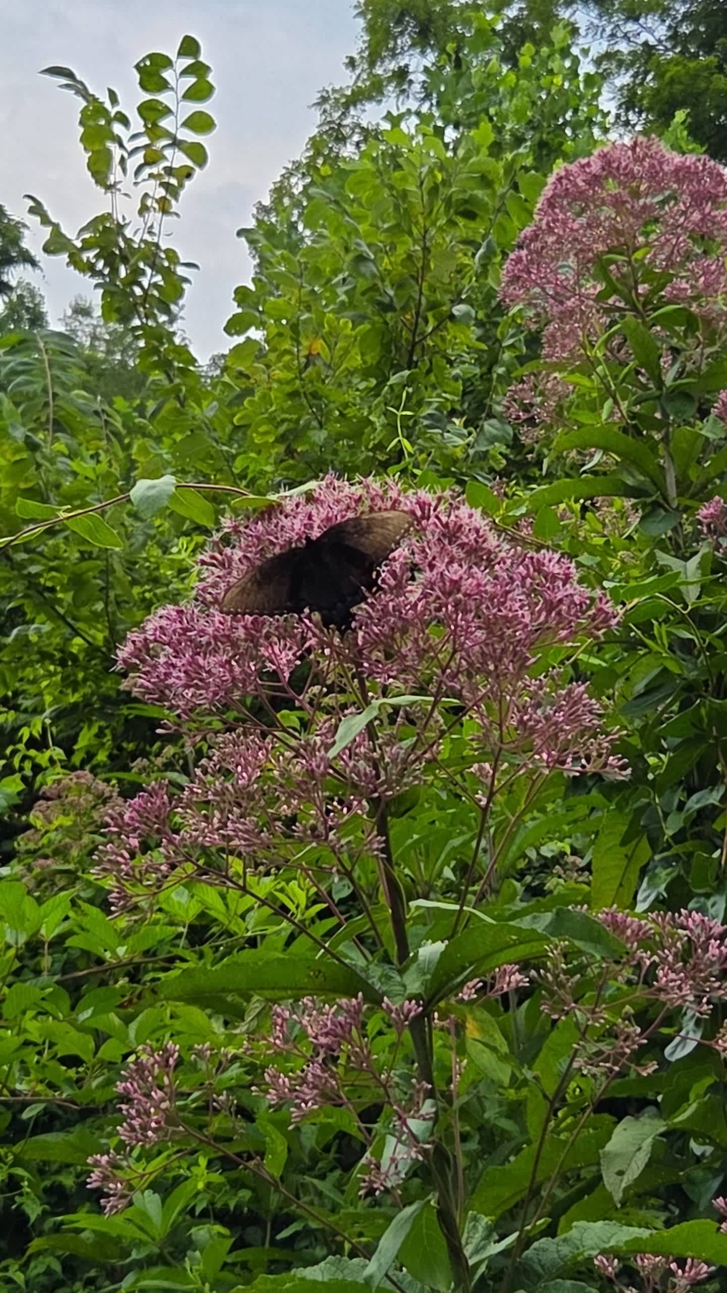 Lots of moths and butterflies. 