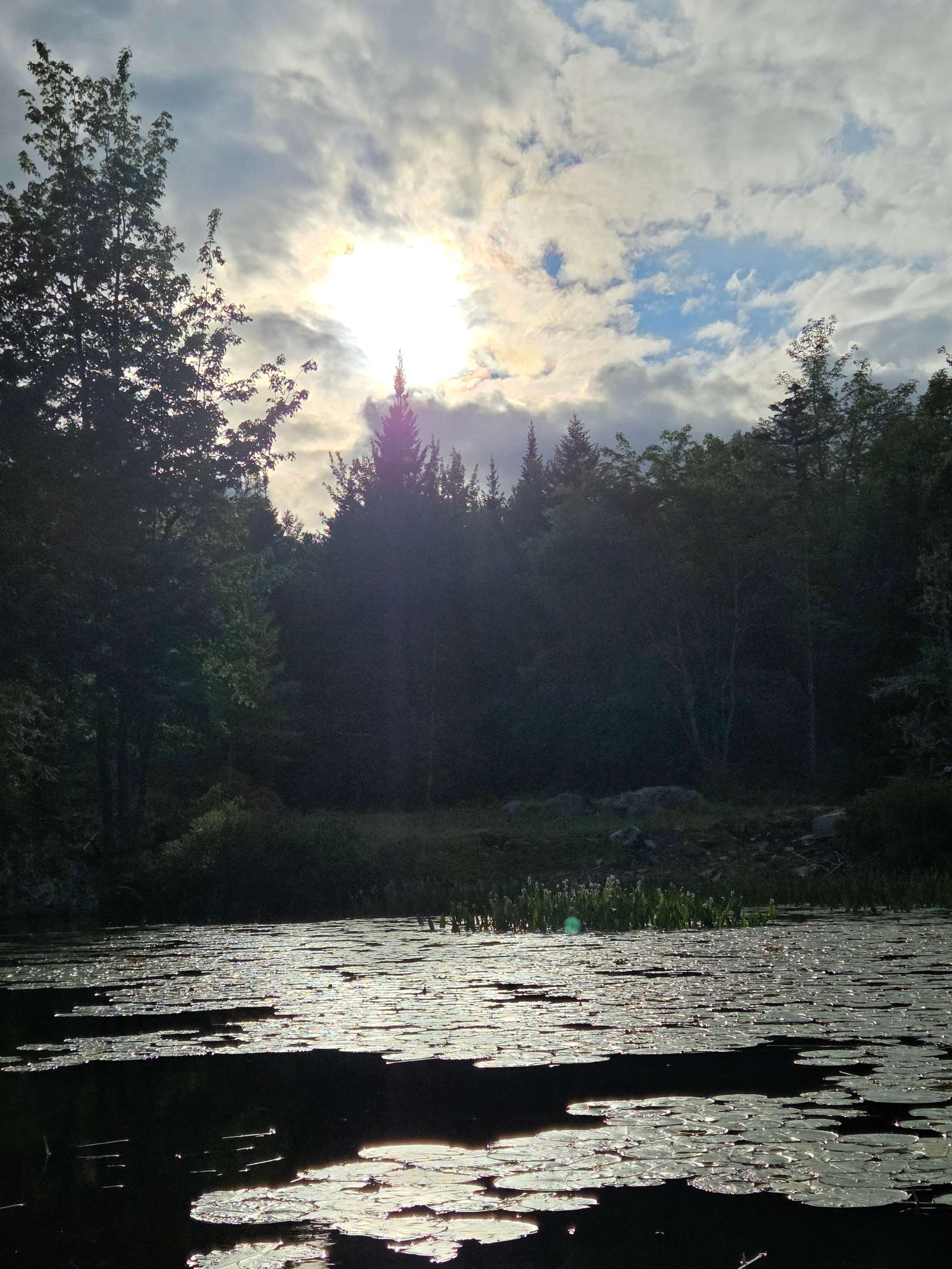 Dragonfly Lake Serenity