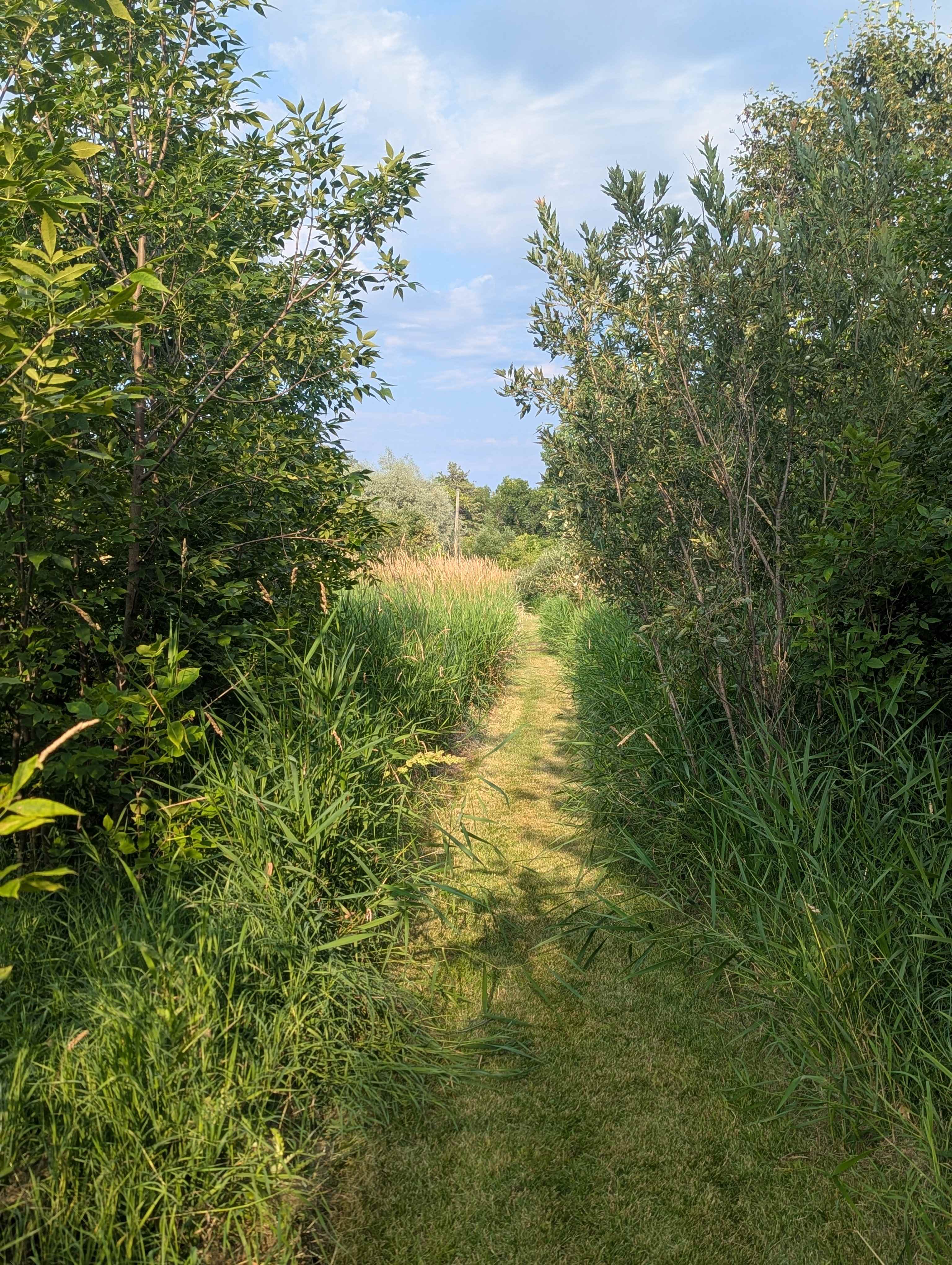Forested Meadow at Beach Resort