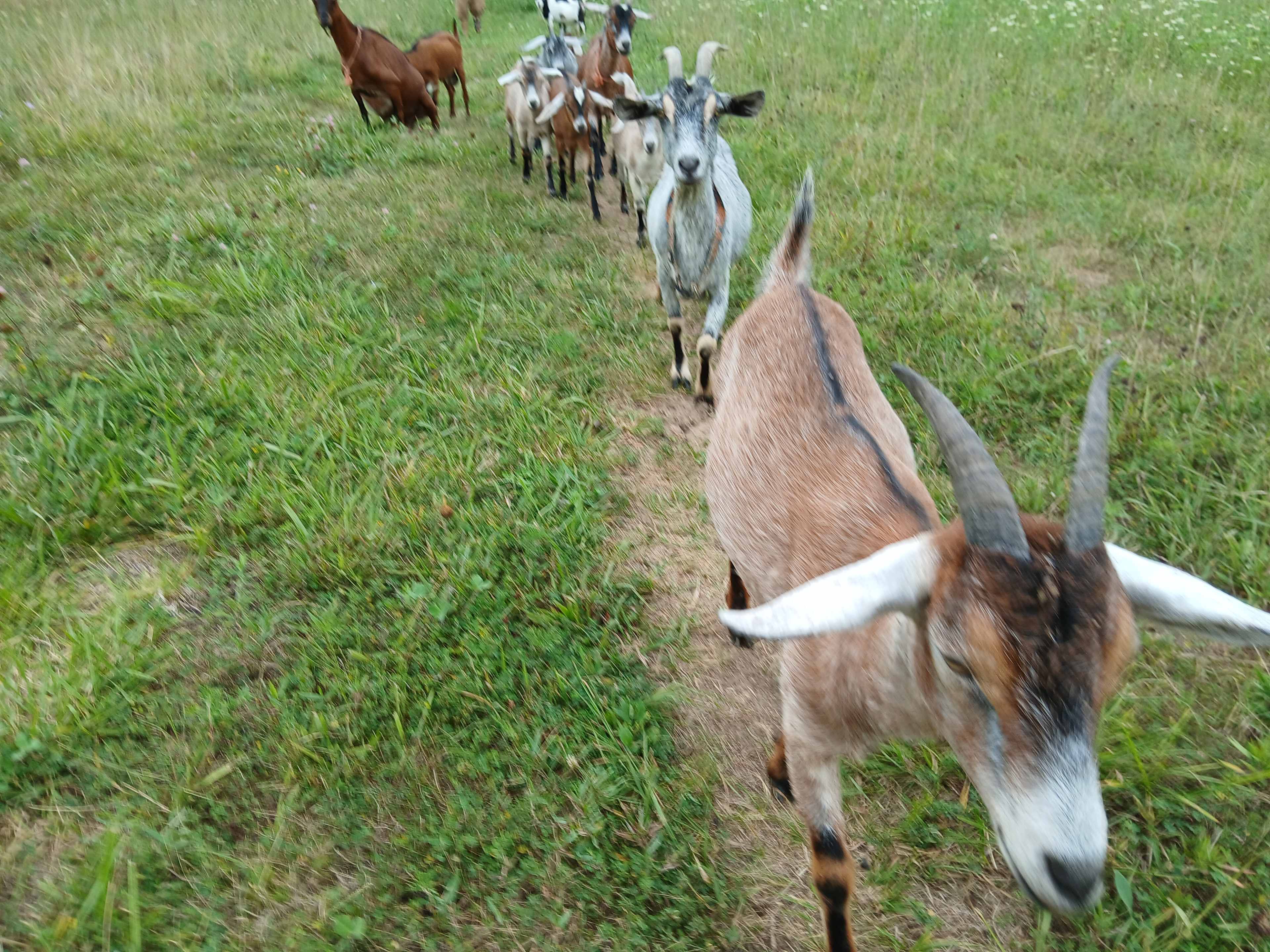 Old Goat Farm