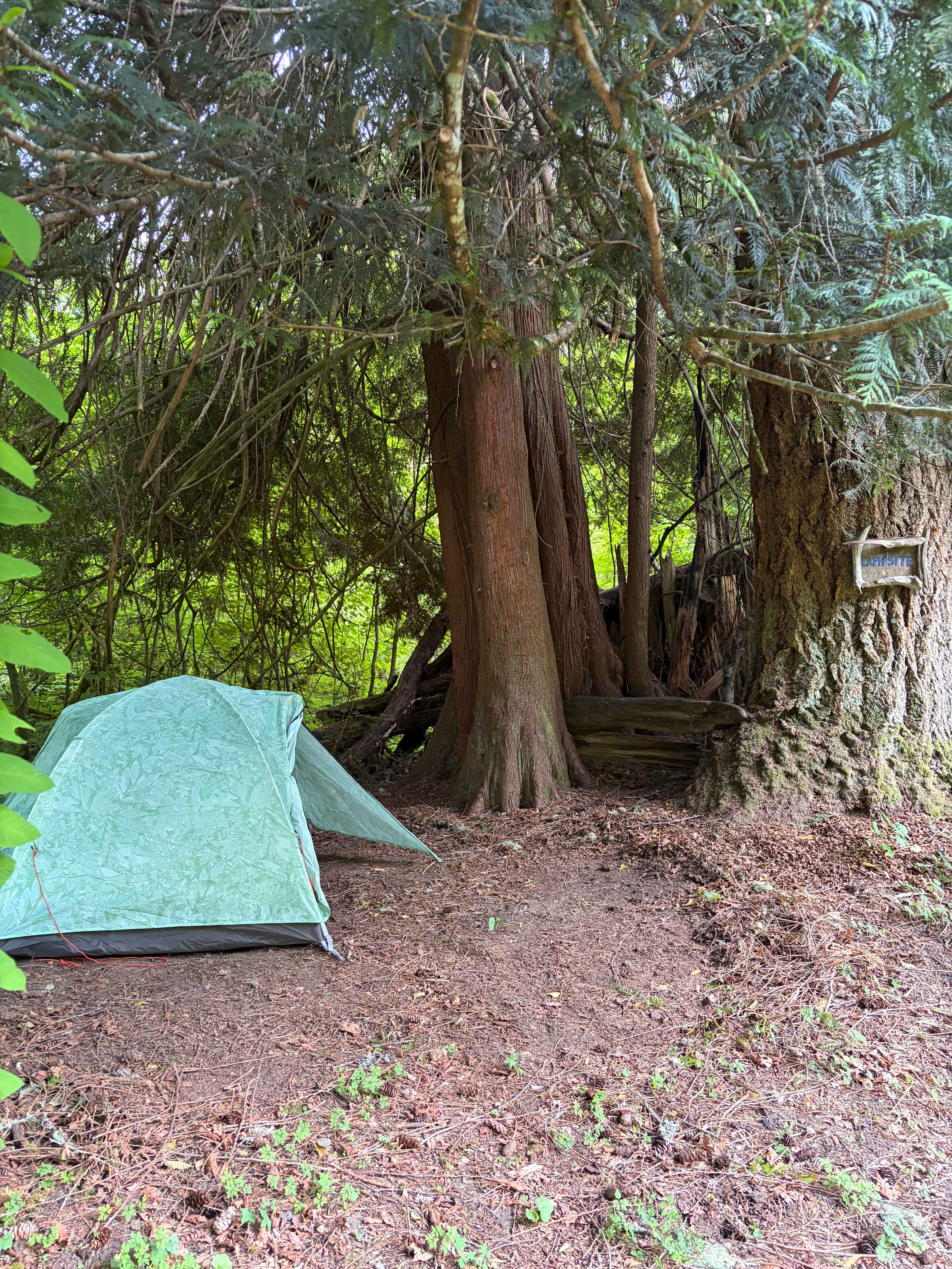 The Enchanted Forest
