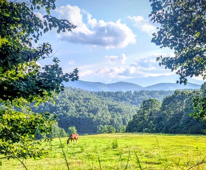 Blue Ridge Camping Covington Forest