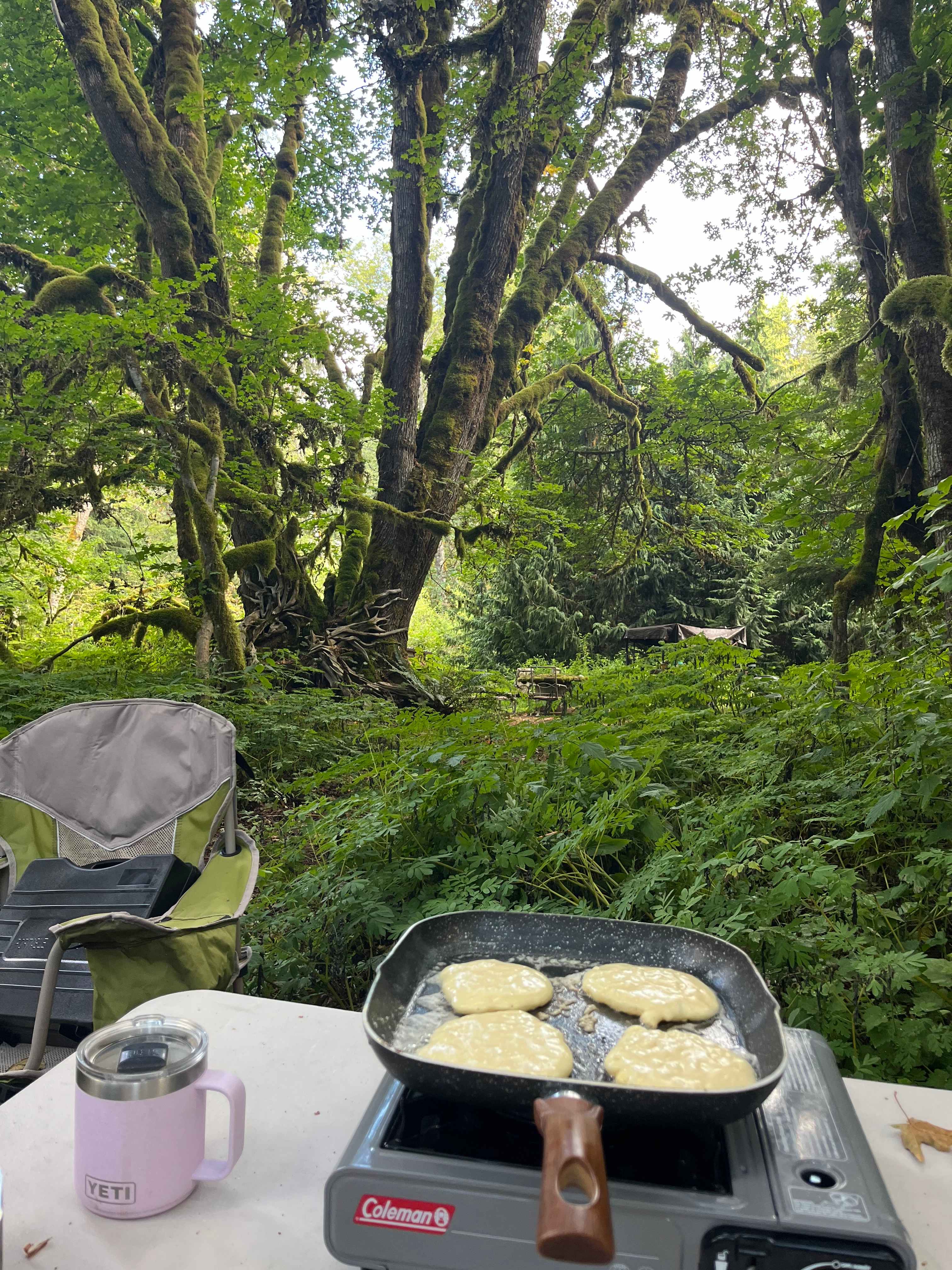 The Enchanted Forest