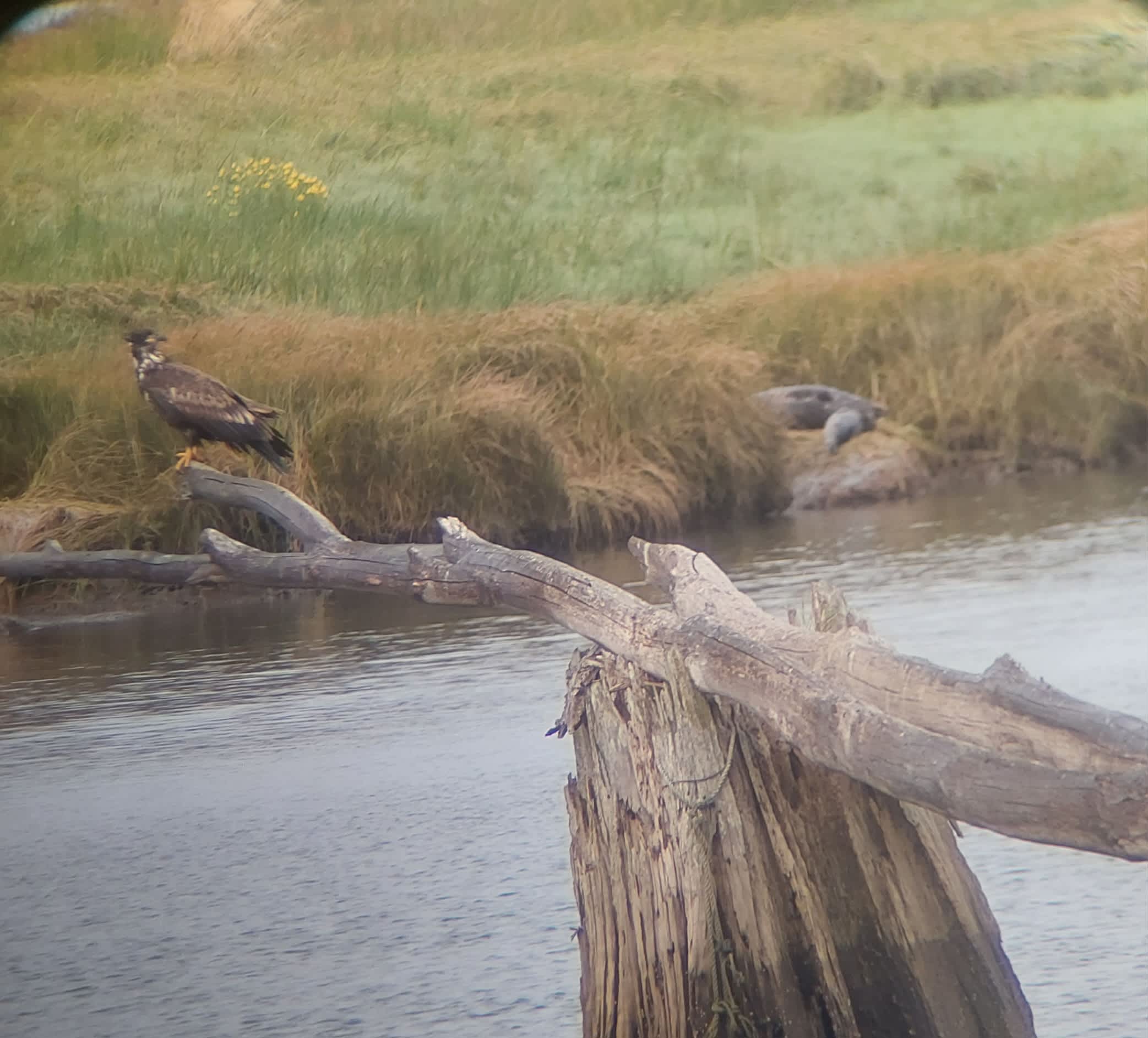Juvenile eagle and mother and baby seal.