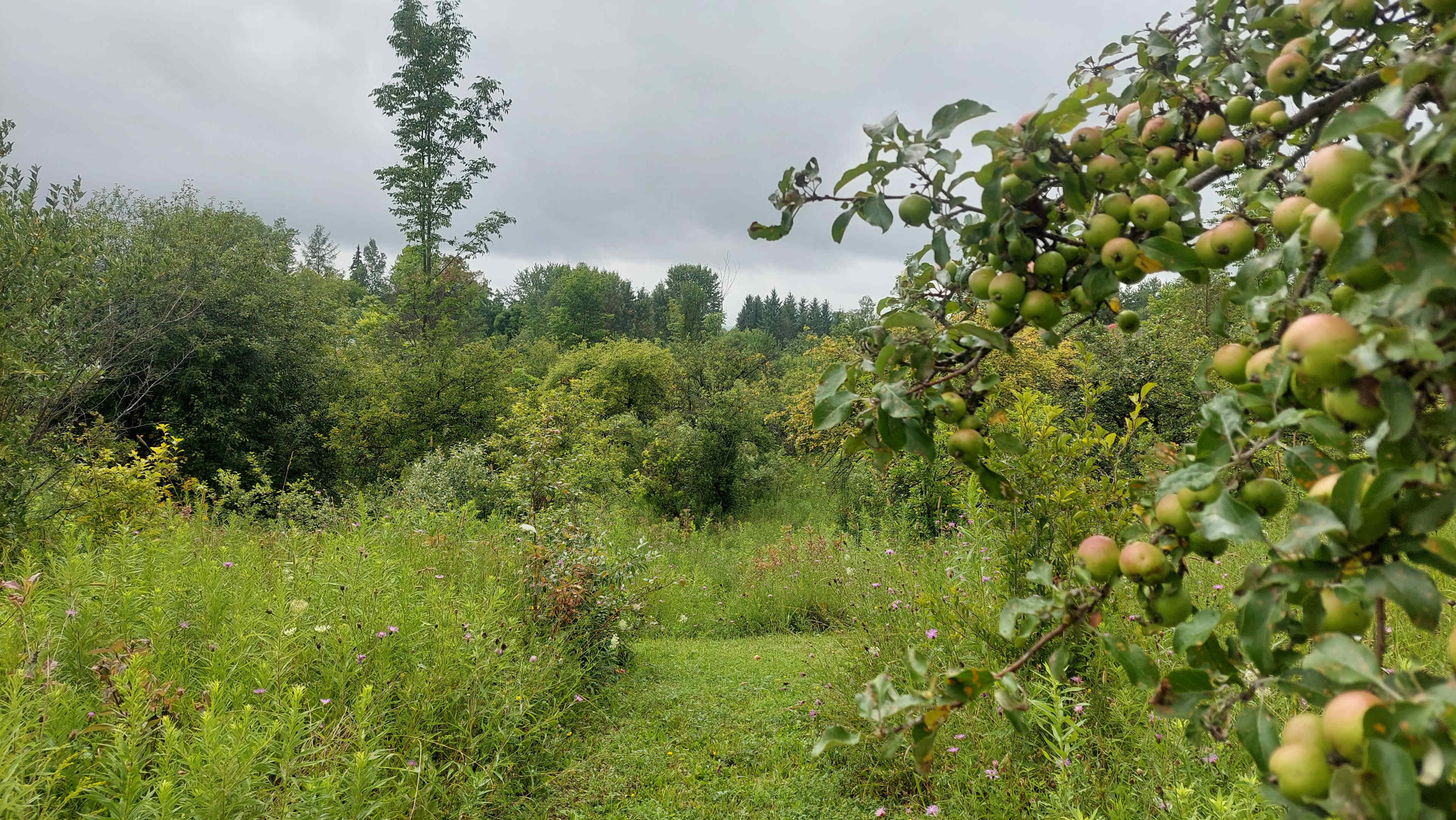 Luscious fields