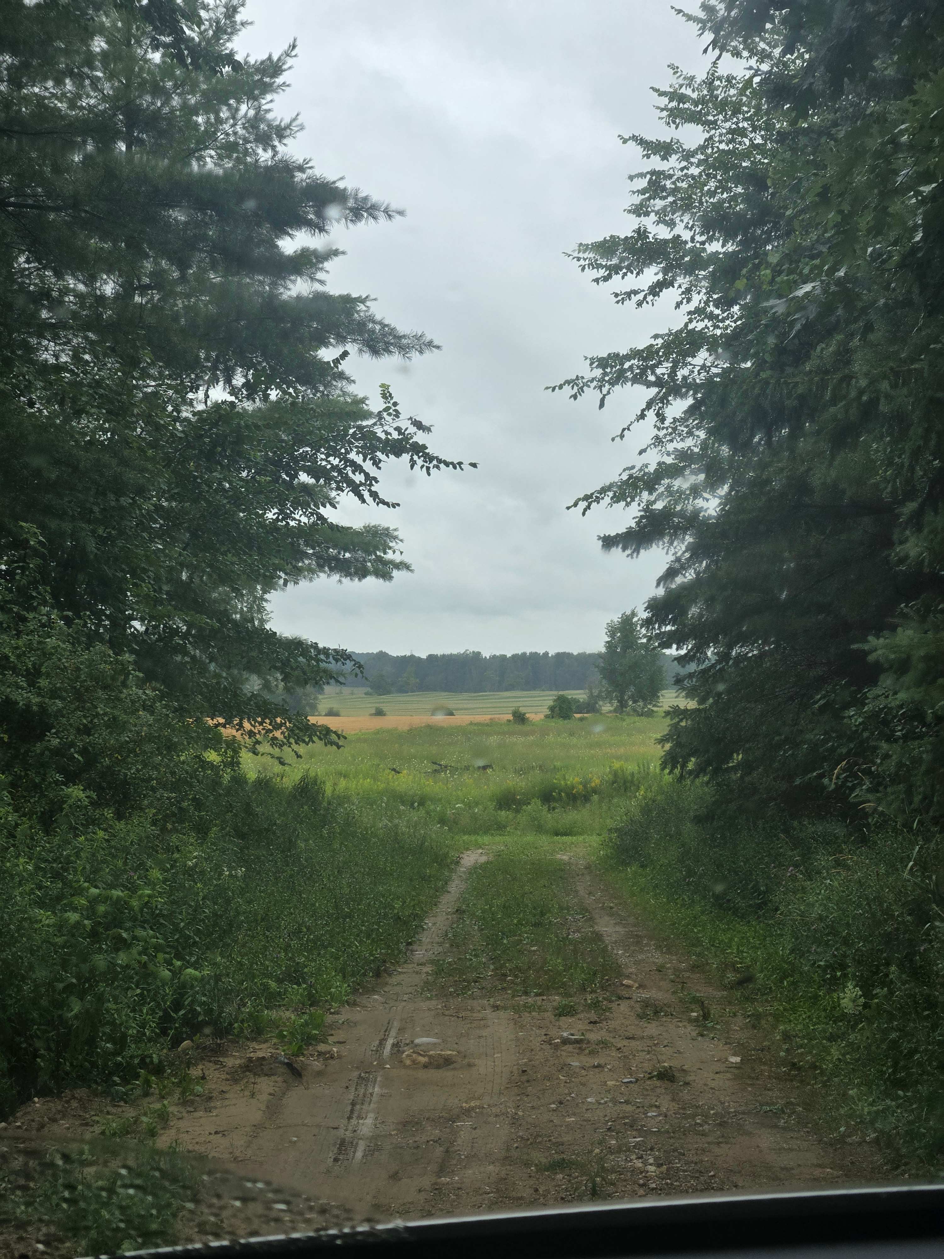 Path through woods leading to site clearing 