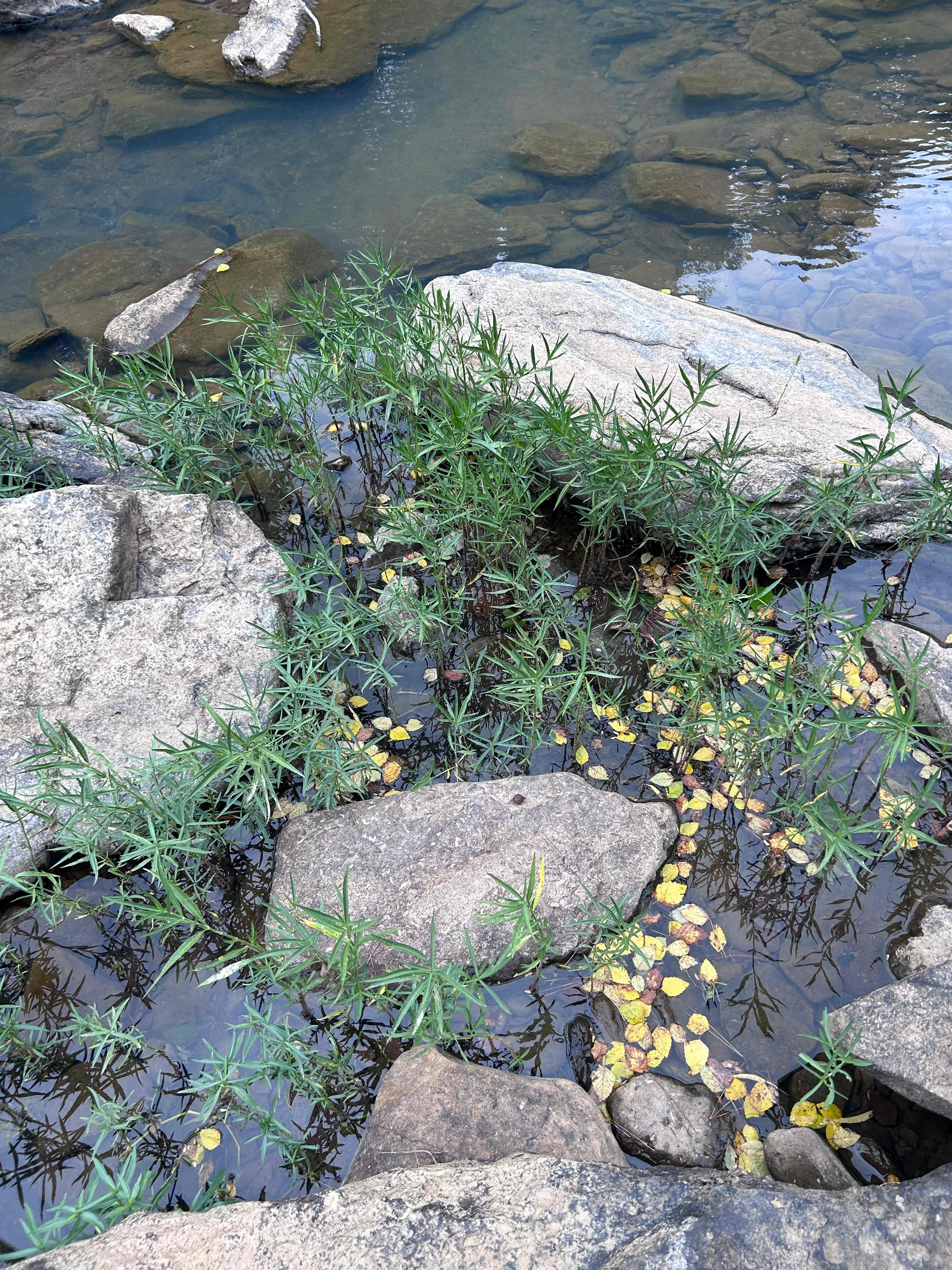 Shady Camp on Little Piney Creek