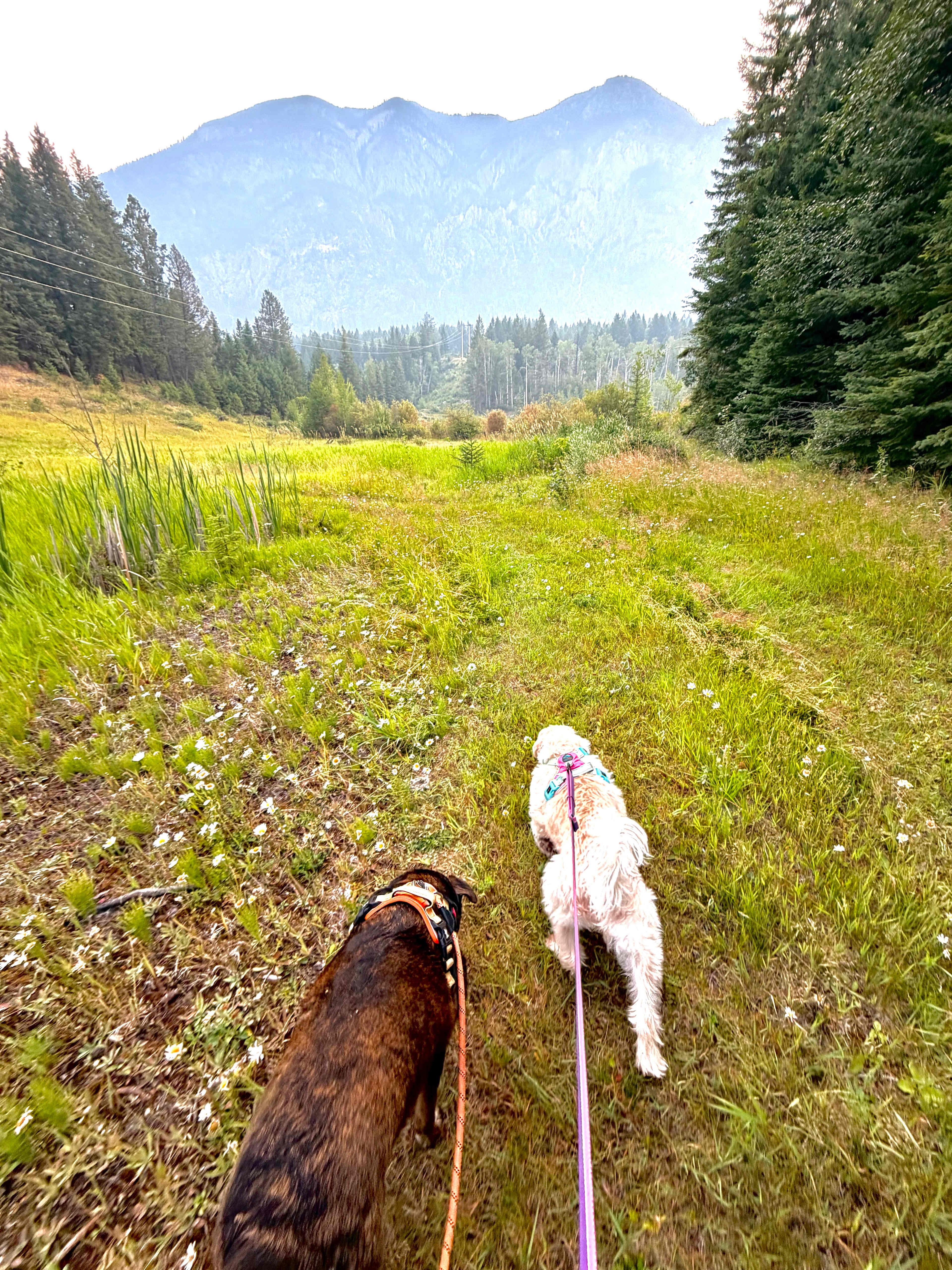 Flyway Farm & Forest